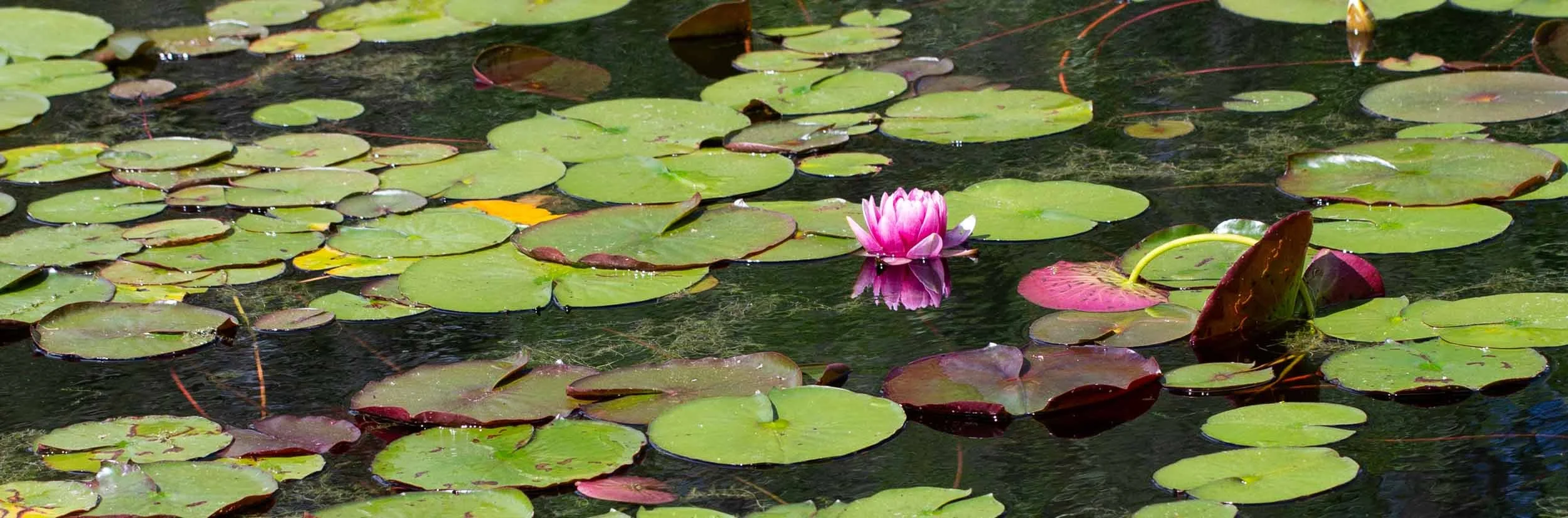 R_Lara-Vukson-Photo_2025_5_31-Long-House-Reserve-grounds-pano-2422_SQSP_2500px.jpg