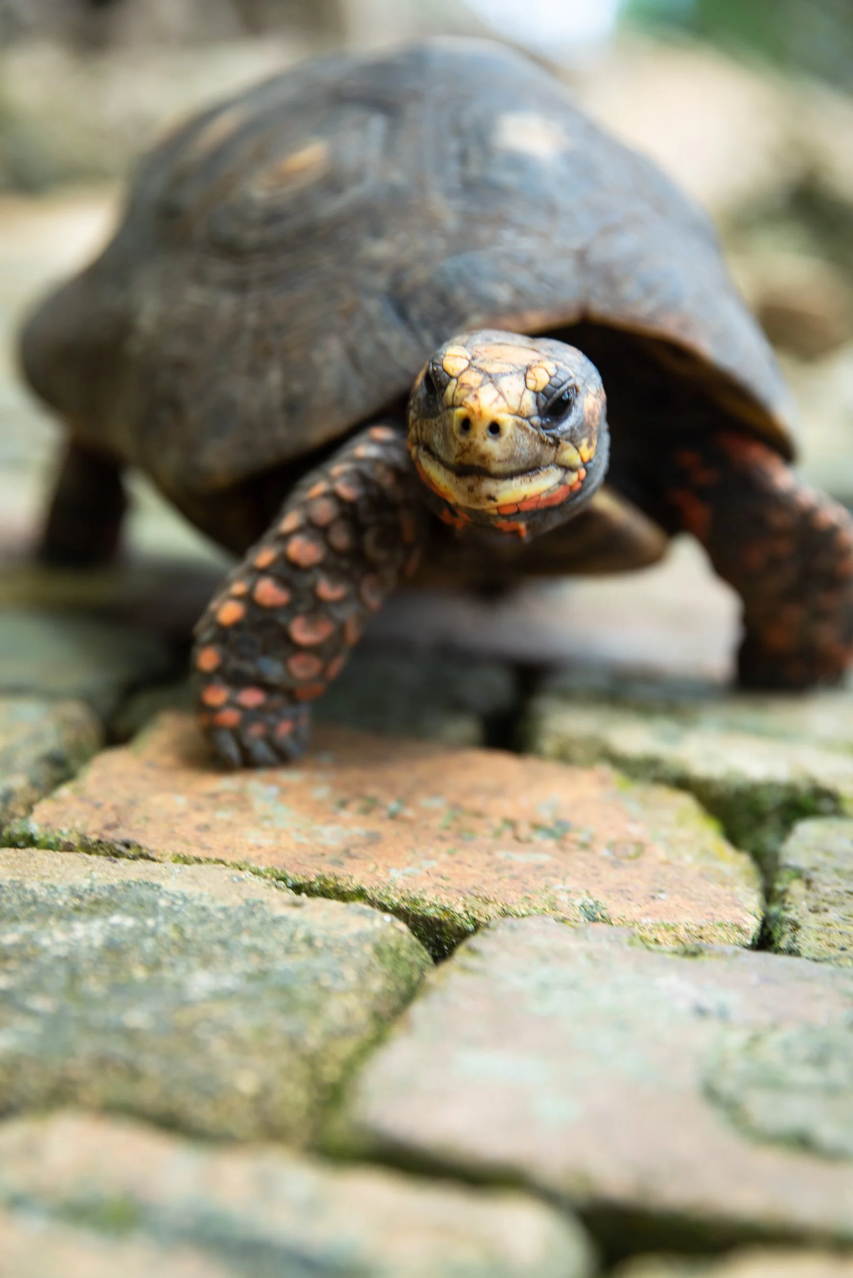 tortoise_Barbados_nature preserve_sm-8806.jpg