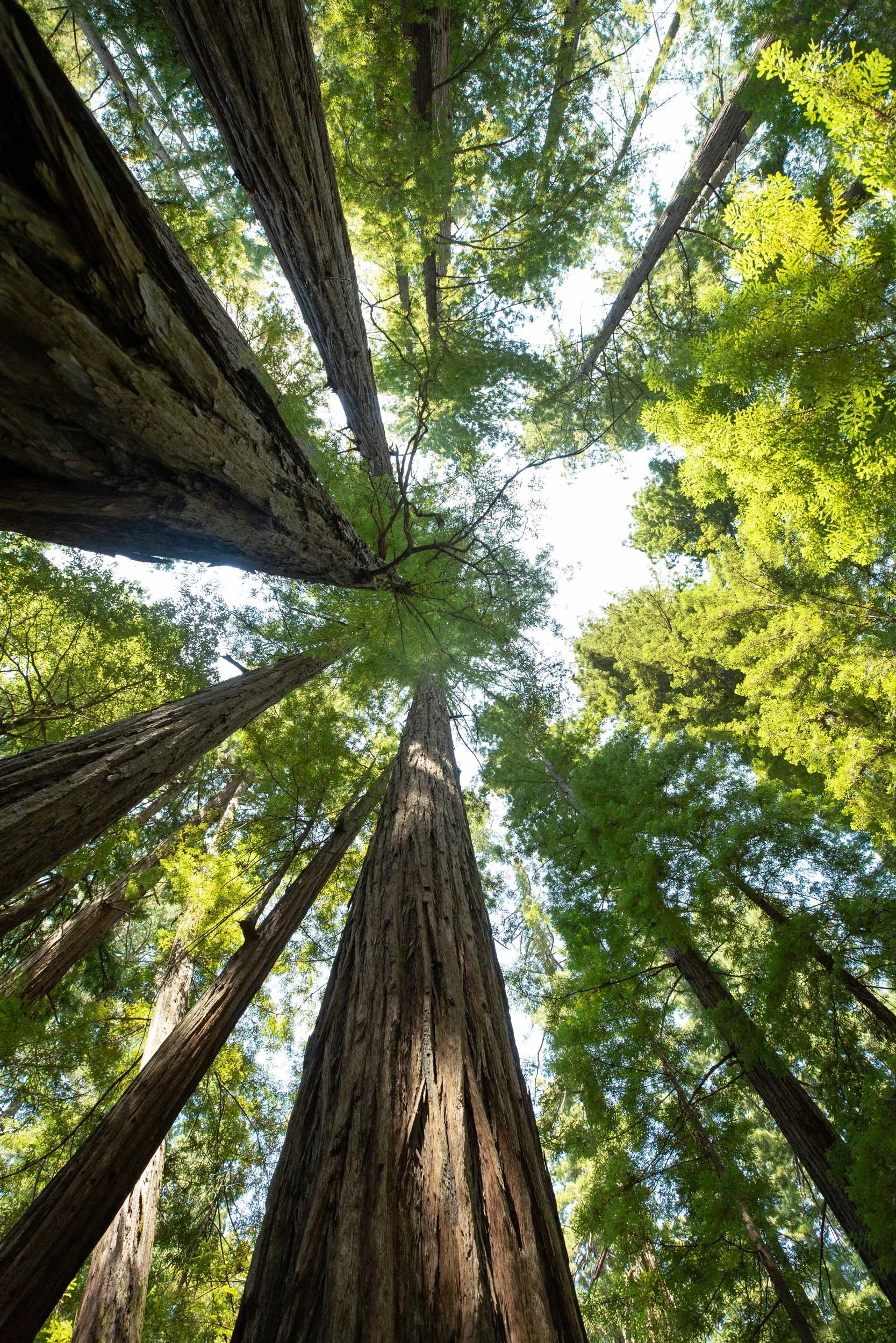 Redwoods-CA_sm_2500p-9912.jpg