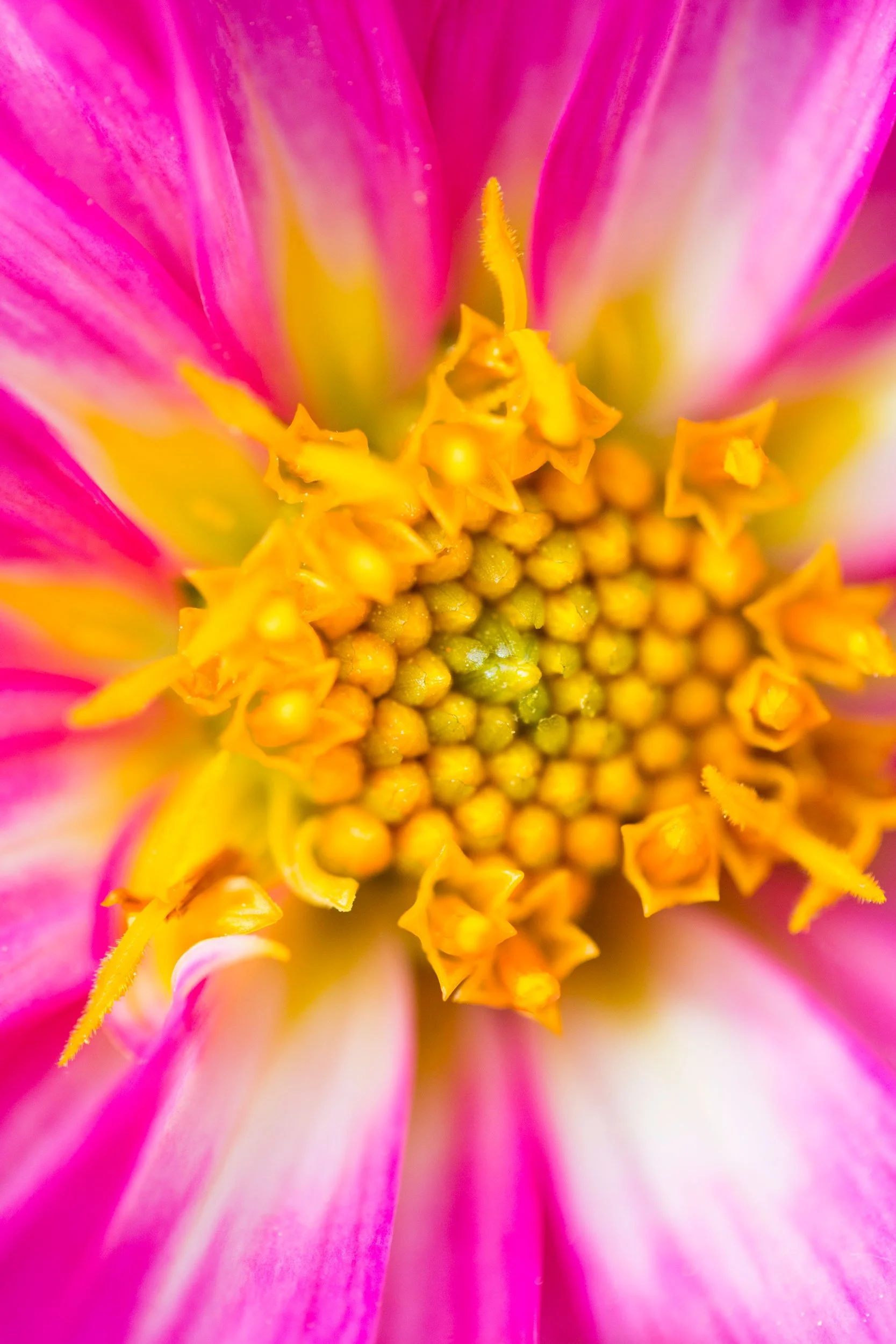 R_Dahlia-macro_V7A3157_2500px.jpg