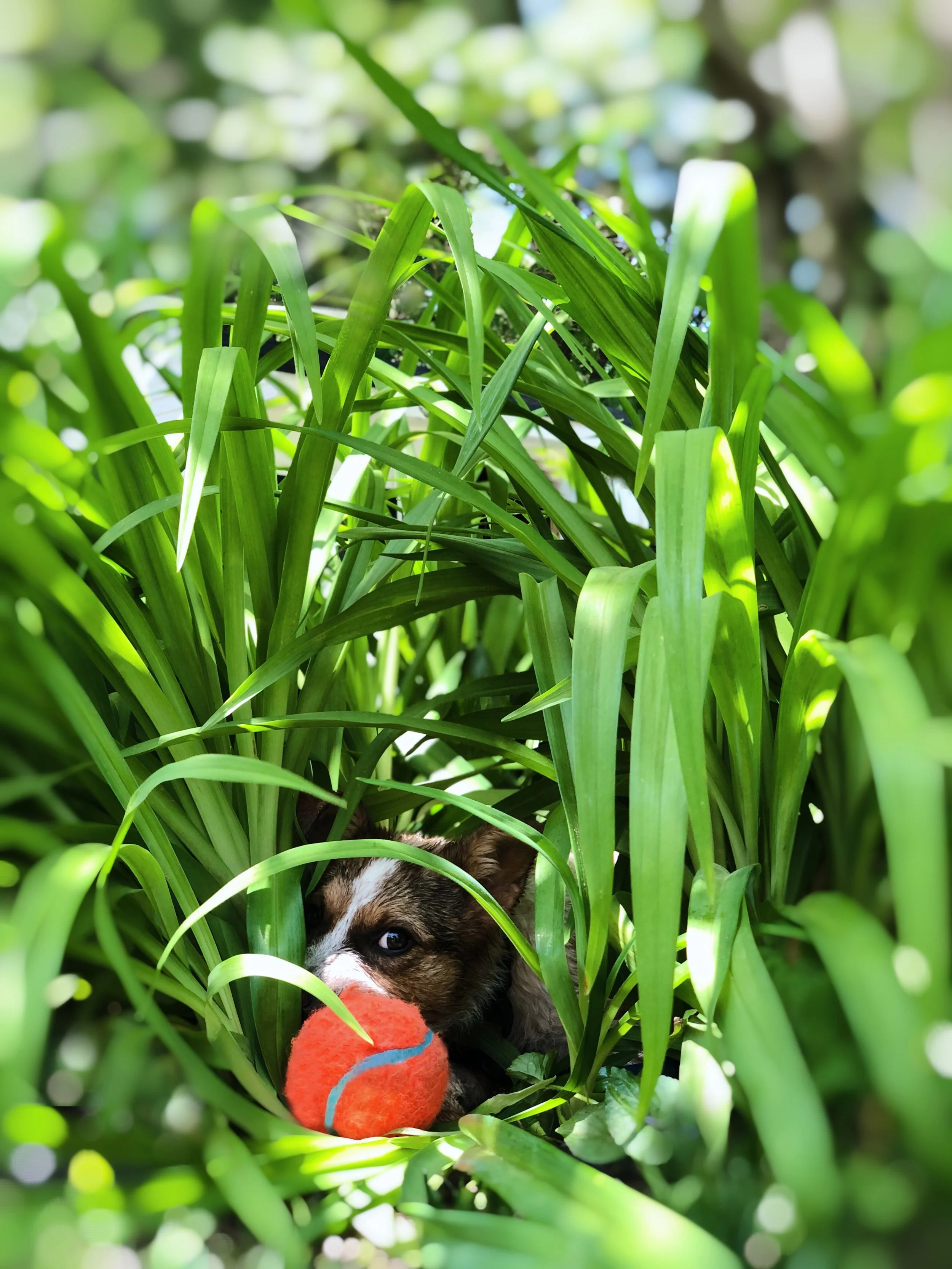 Rocket fellu leik_2.jpg