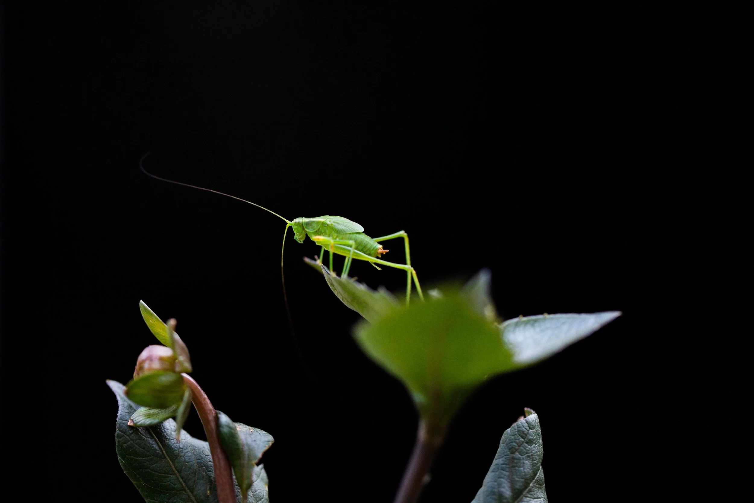 R_grasshopper_dahlia-1486_sm.jpg