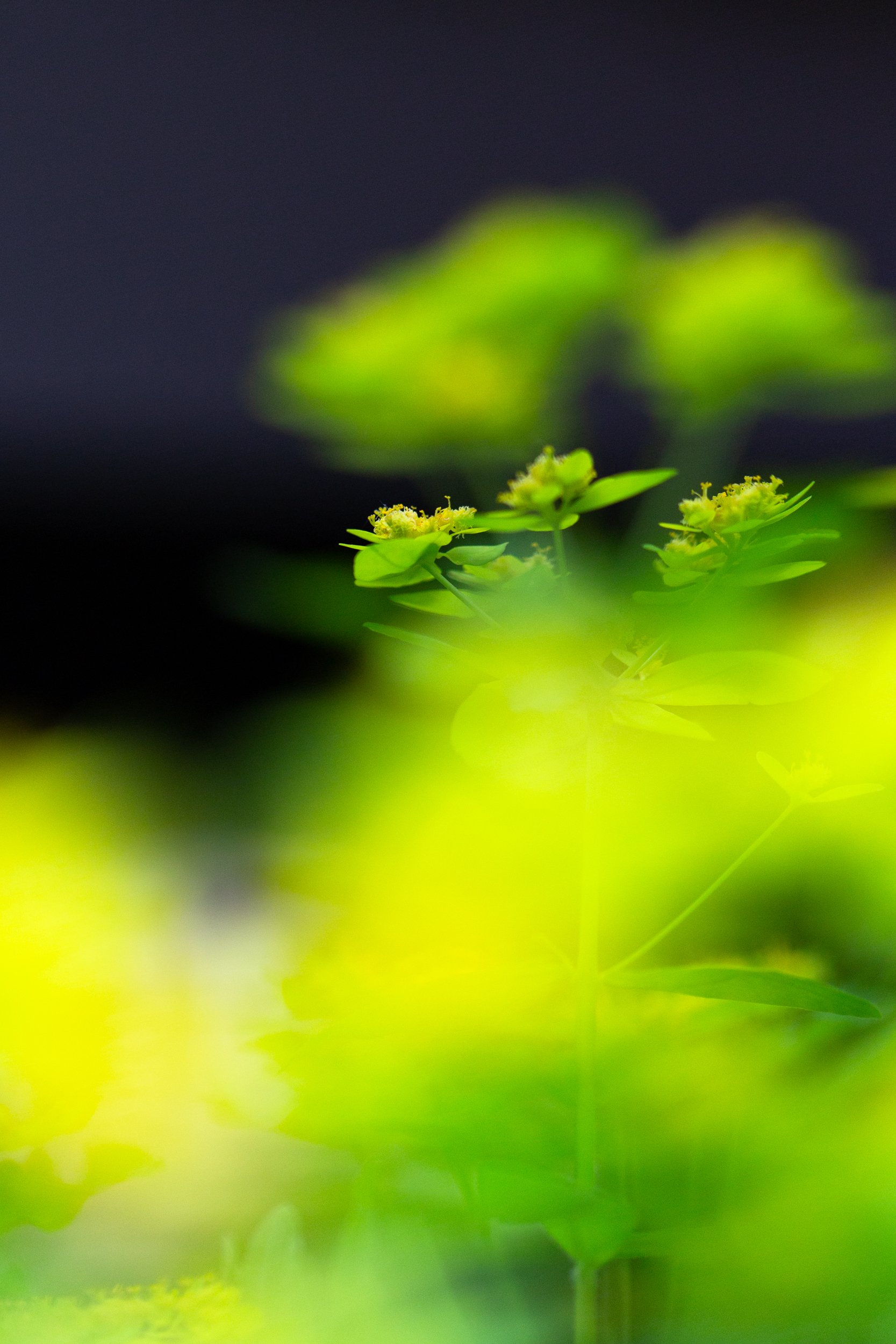 dandelion project_sm_2500px-0528.jpg
