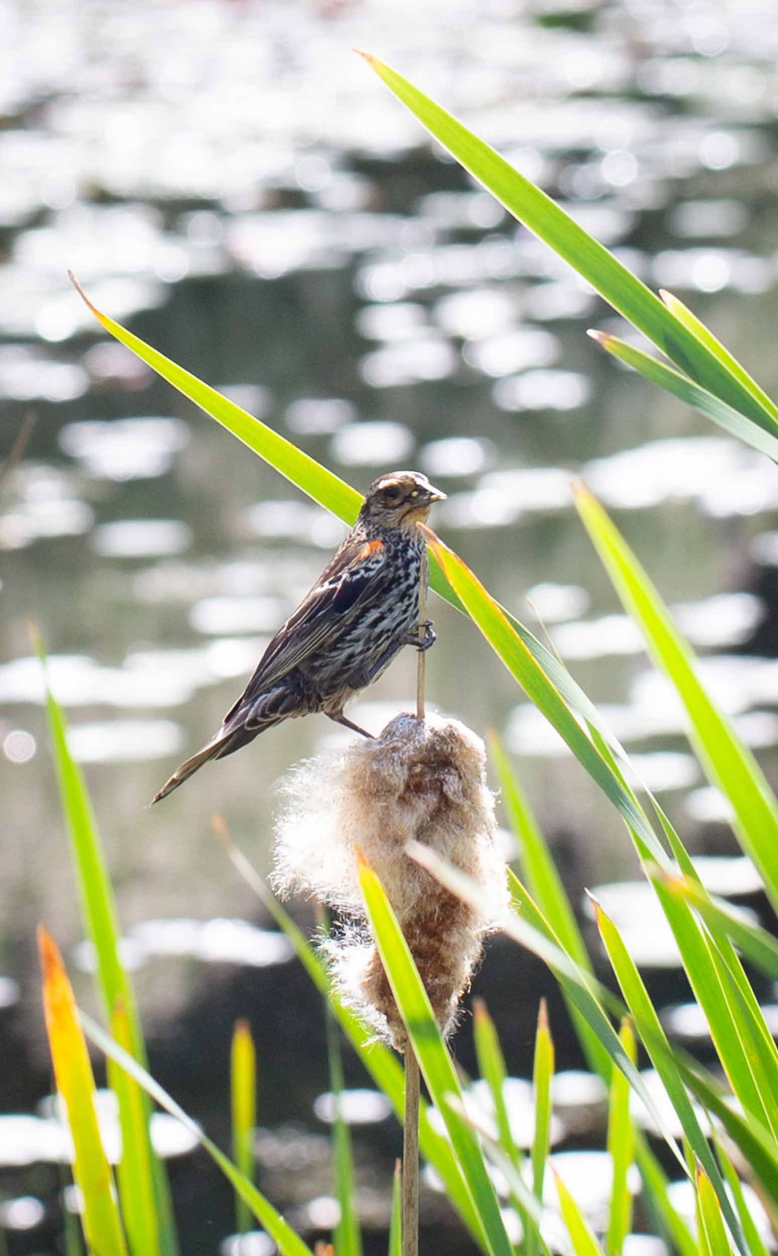 R_Lara-Vukson-Photo_2025_5_31-Long-House-Reserve-grounds_bird-2342_SQSP_2500px.jpg