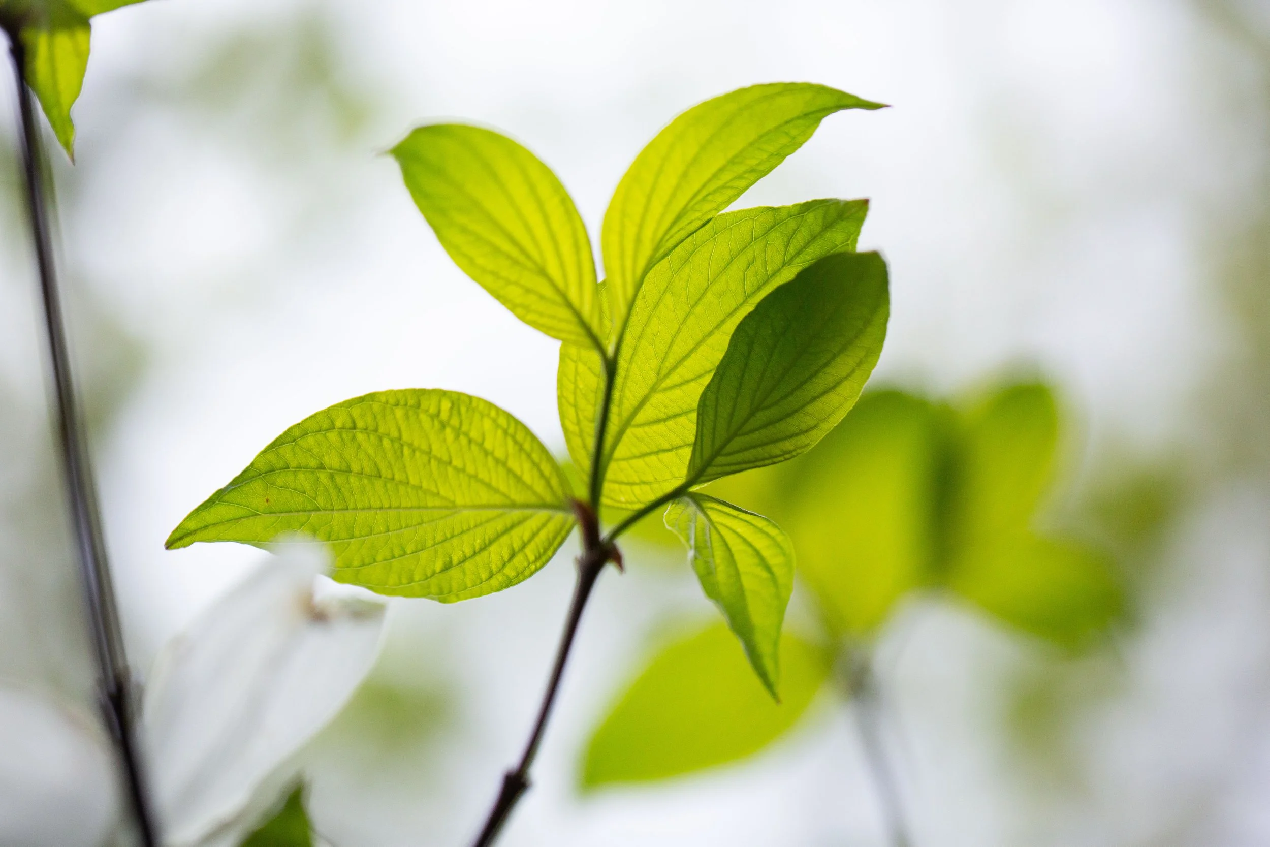 Dogwood full bloom-0100.jpg