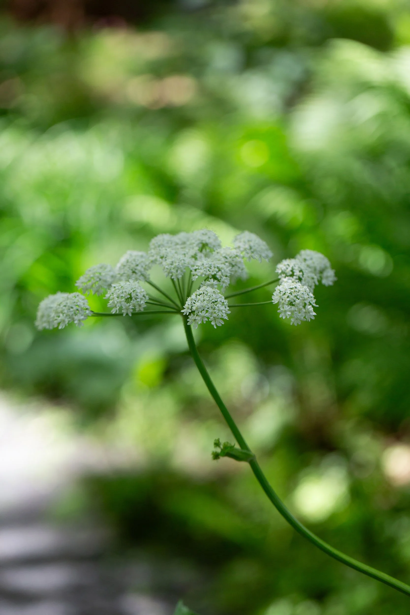 R_Lara-Vukson-Photo_2025_5_31-Long-House-Reserve-grounds-2479_SQSP_2500px.jpg