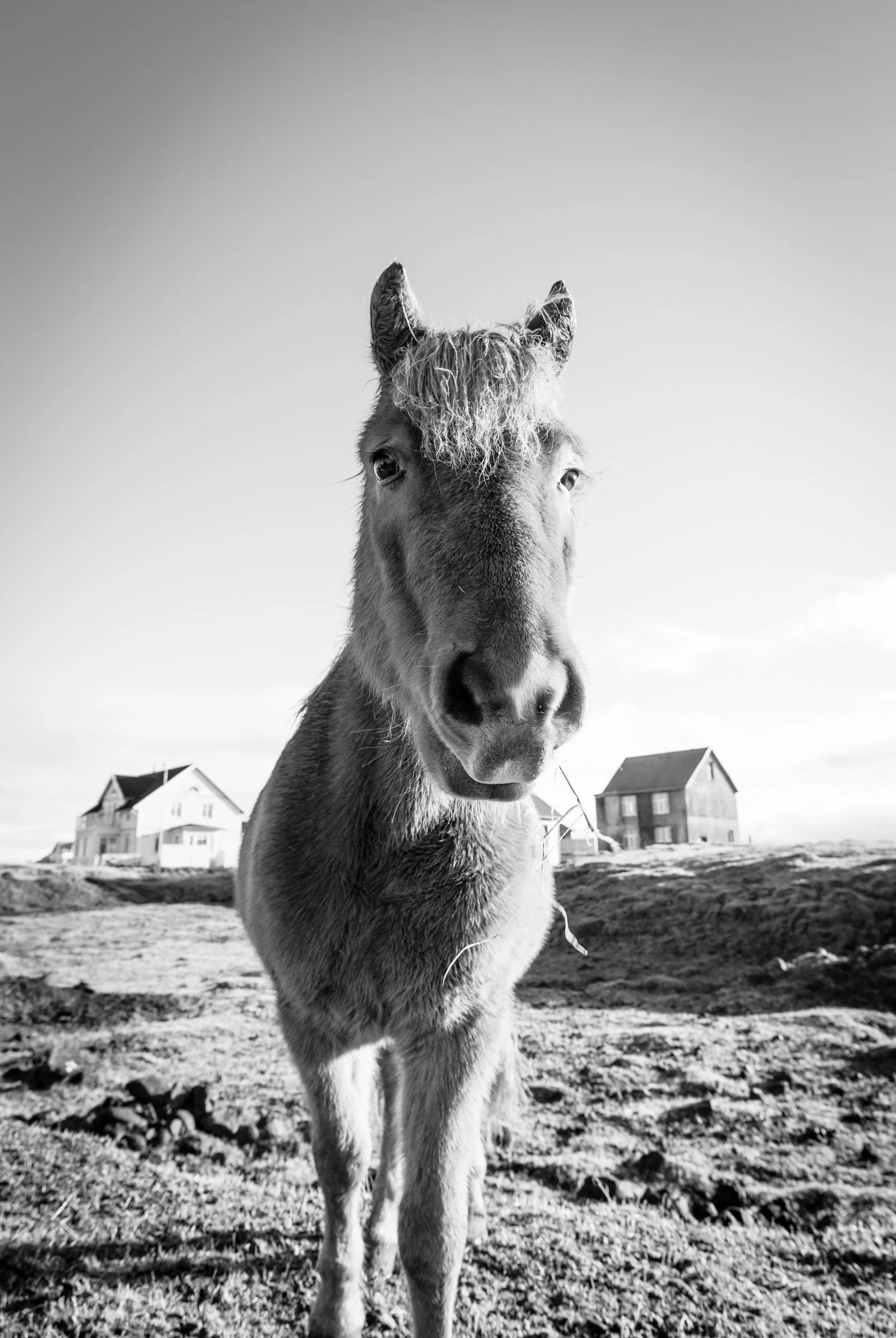 Hafnir hestar_BW_sm_2500px-1063.jpg