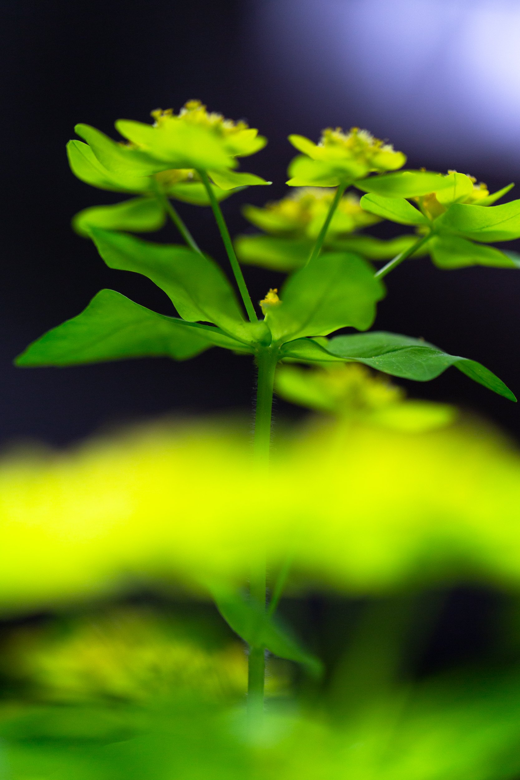 dandelion project_sm_2500px-0527.jpg