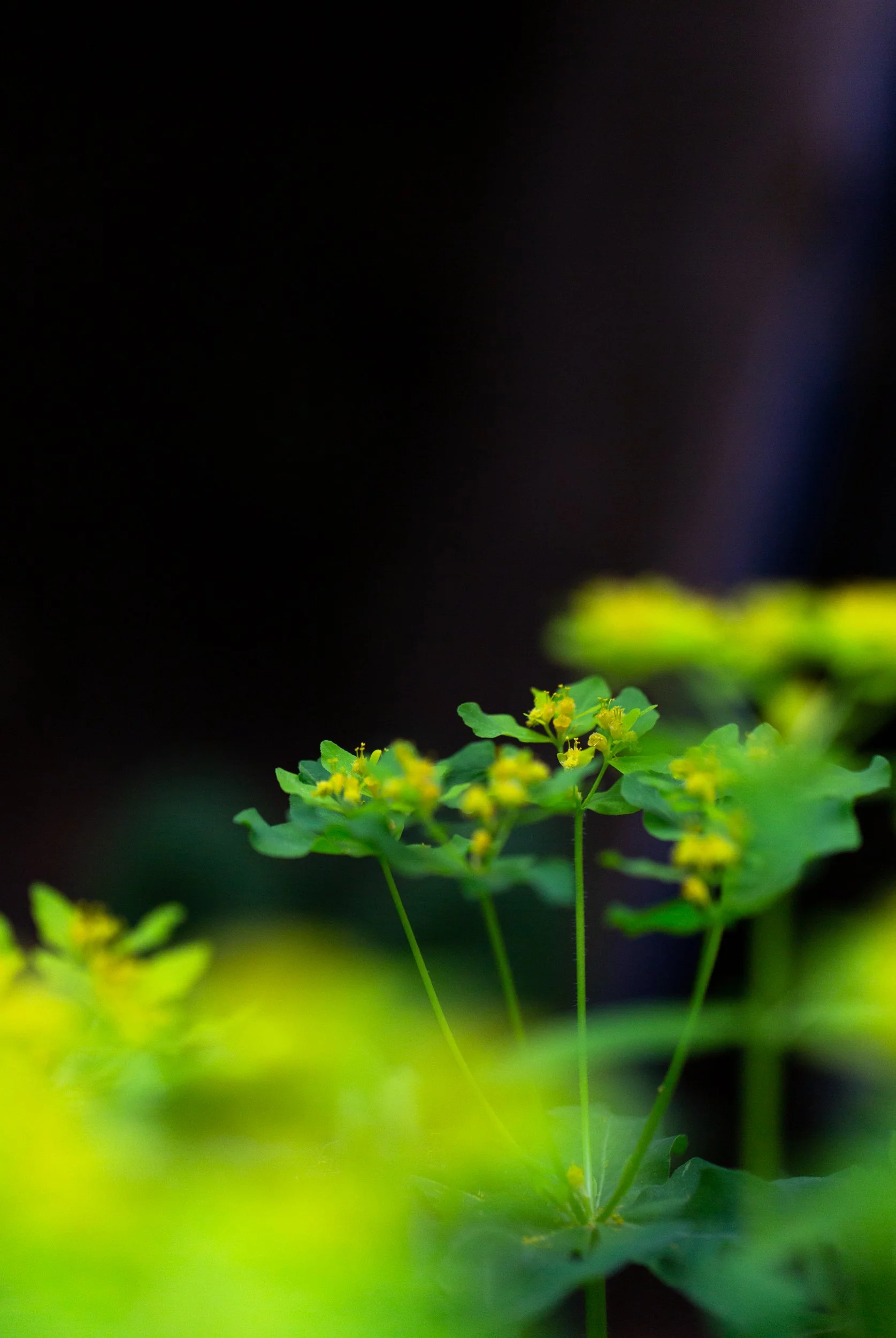 dandelion project_sm_2500px-0529.jpg