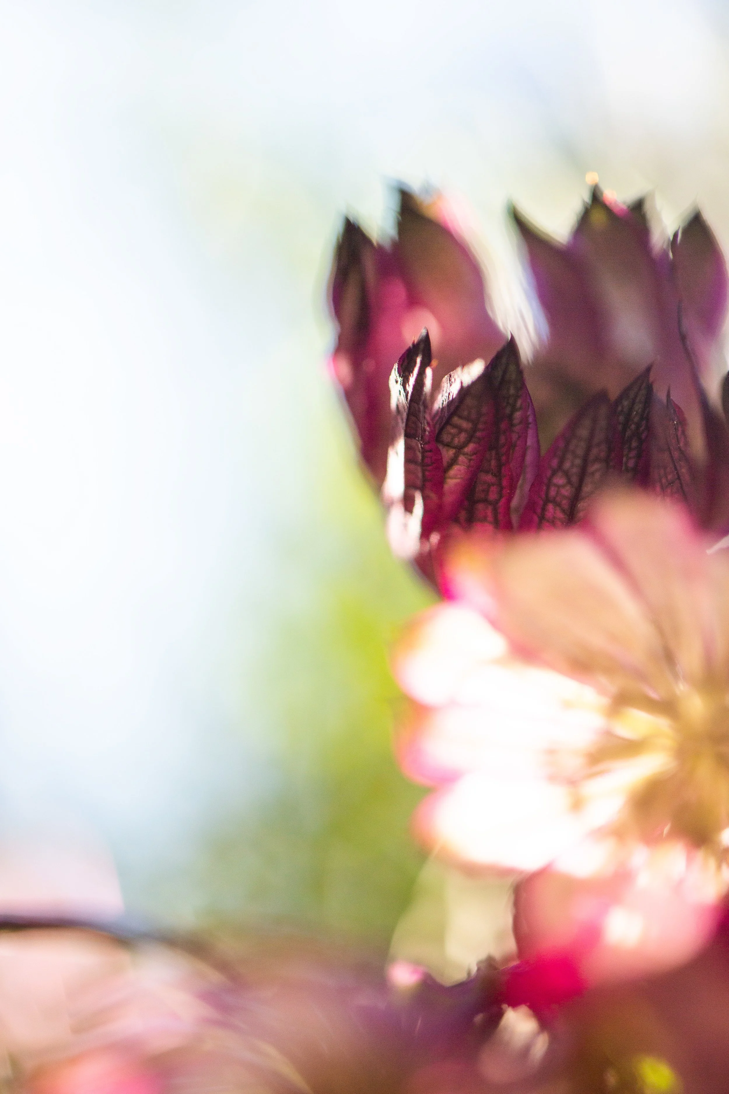 thistle_astrantia-1092.jpg