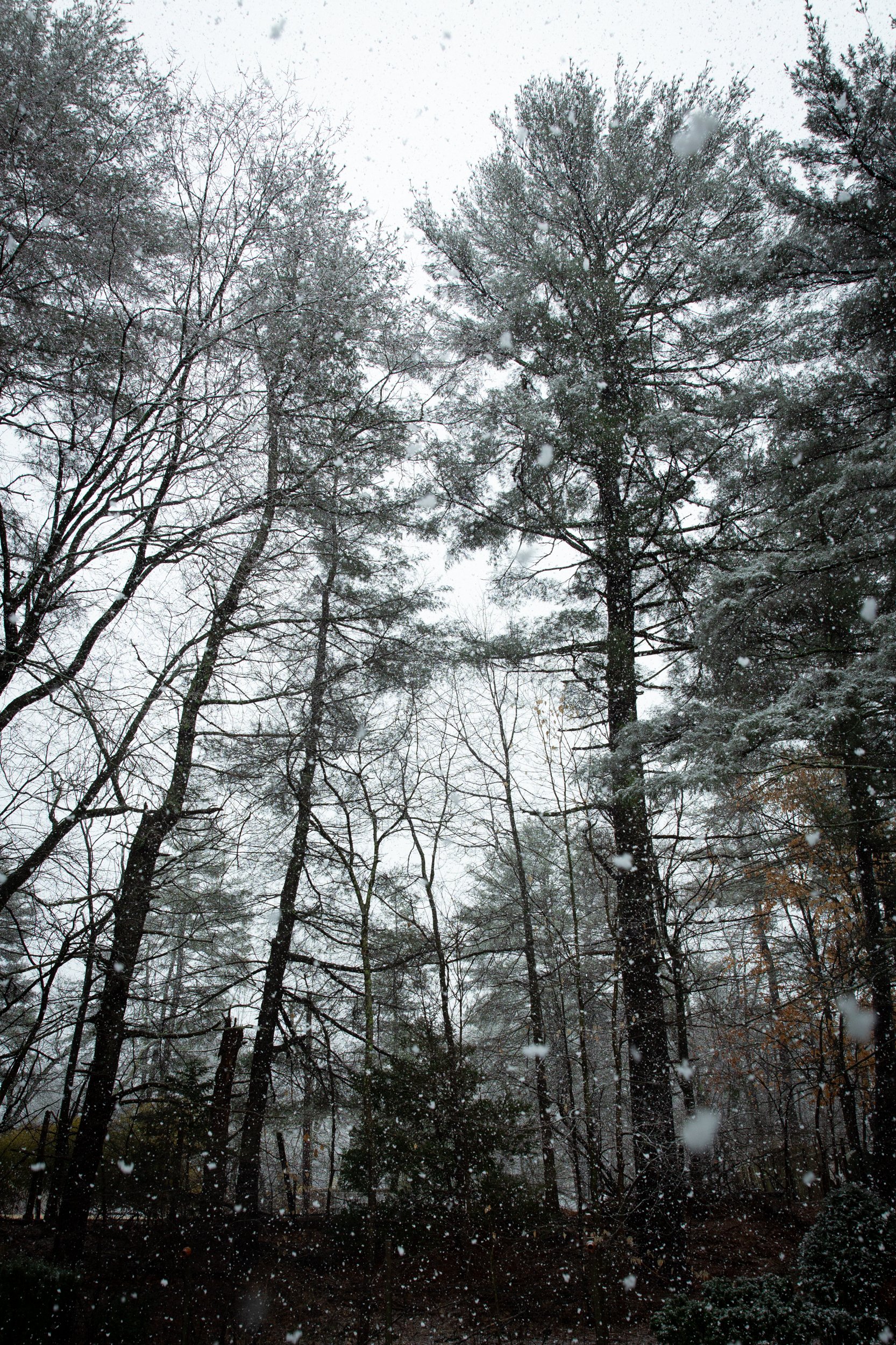 noreaster_sm_2500px-1874.jpg