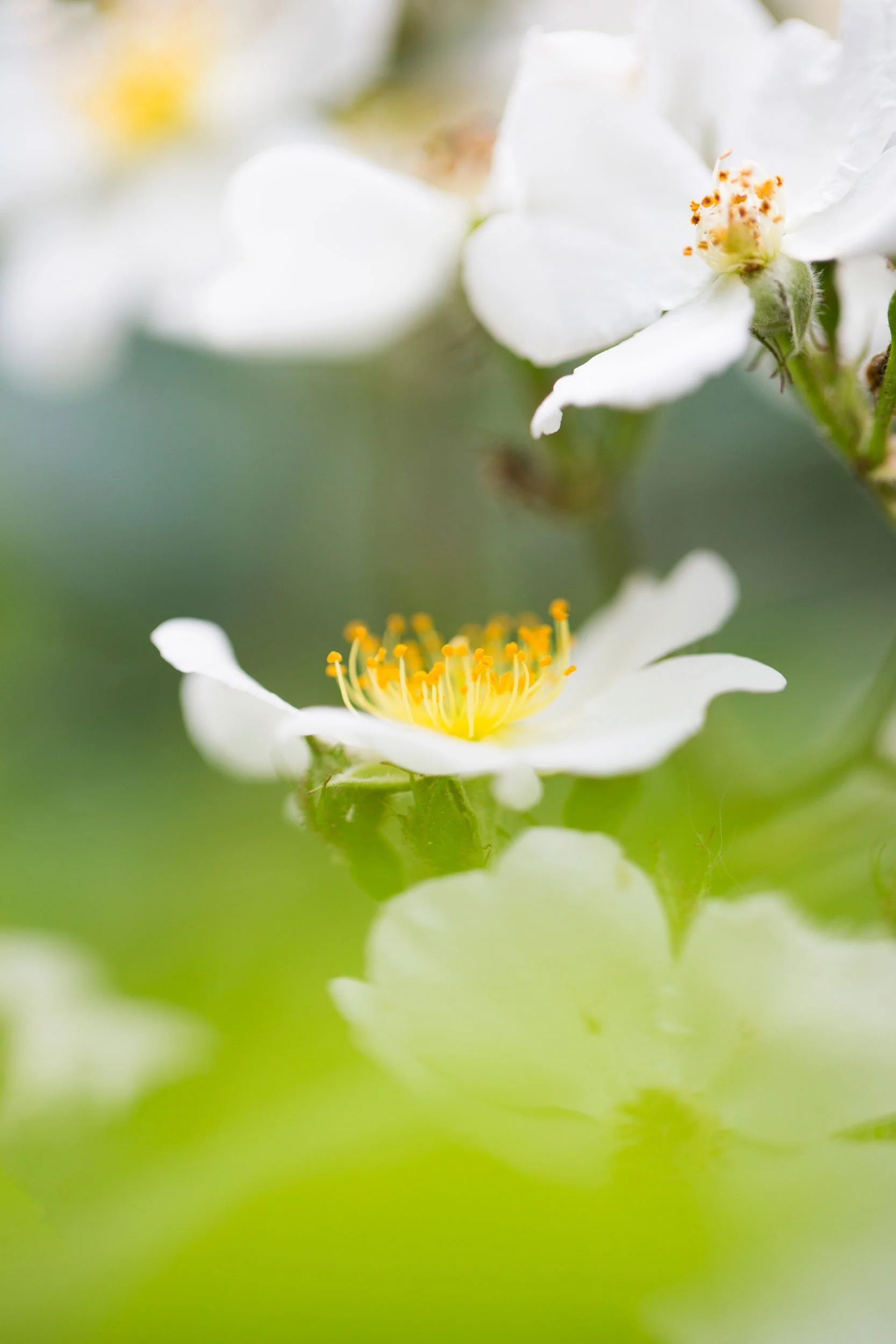 R_shrubs-blossoms_V7A3167_2500px.jpg