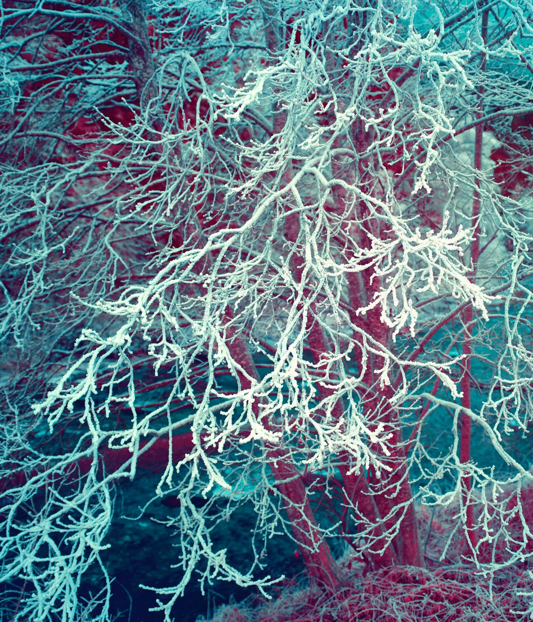 Frozen tree, Grisons 2020. 

 #infraredphotography #landscapephotographer #contemporaryphotography #infraredfilm #Grisons
