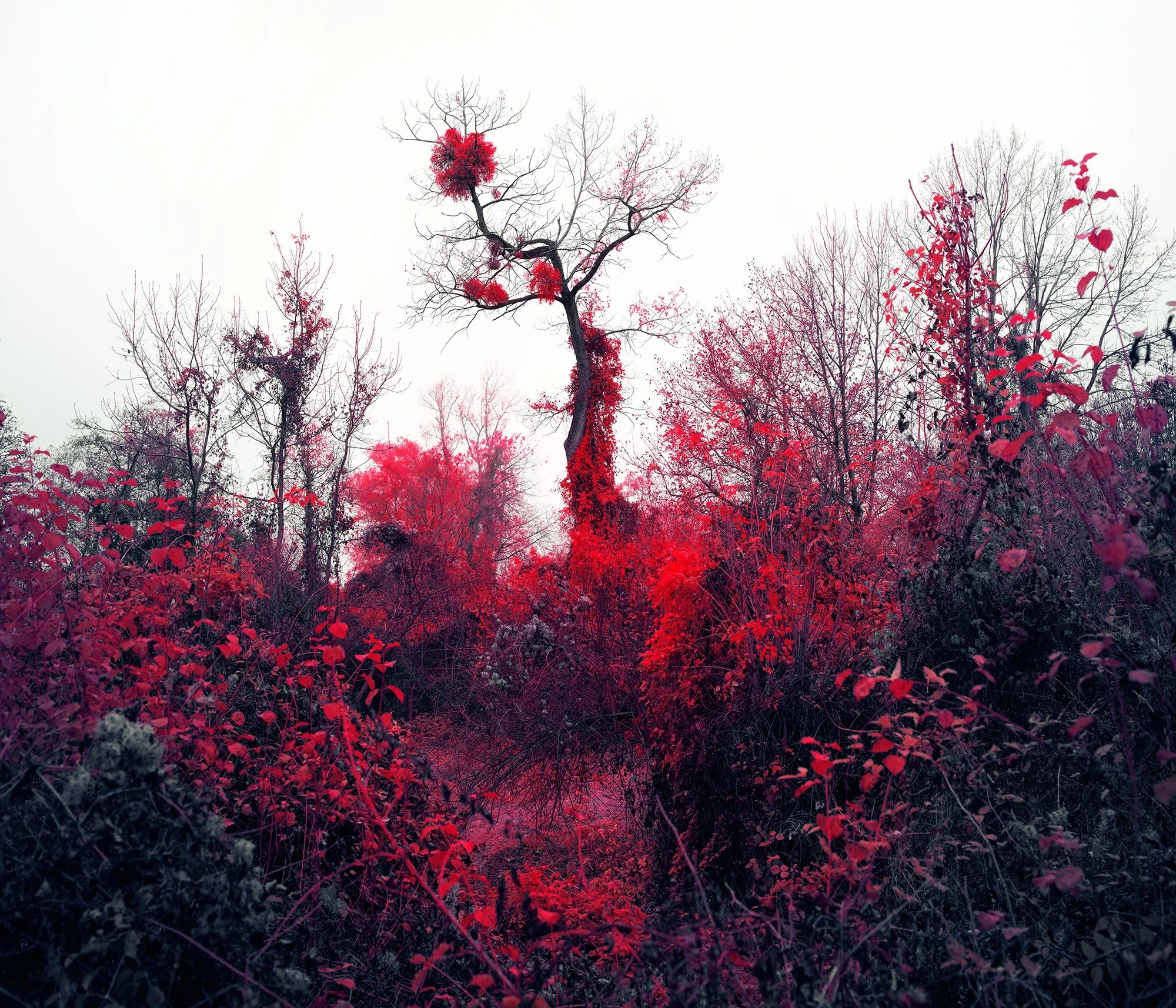 Overgrown, 
Grisons 2021.