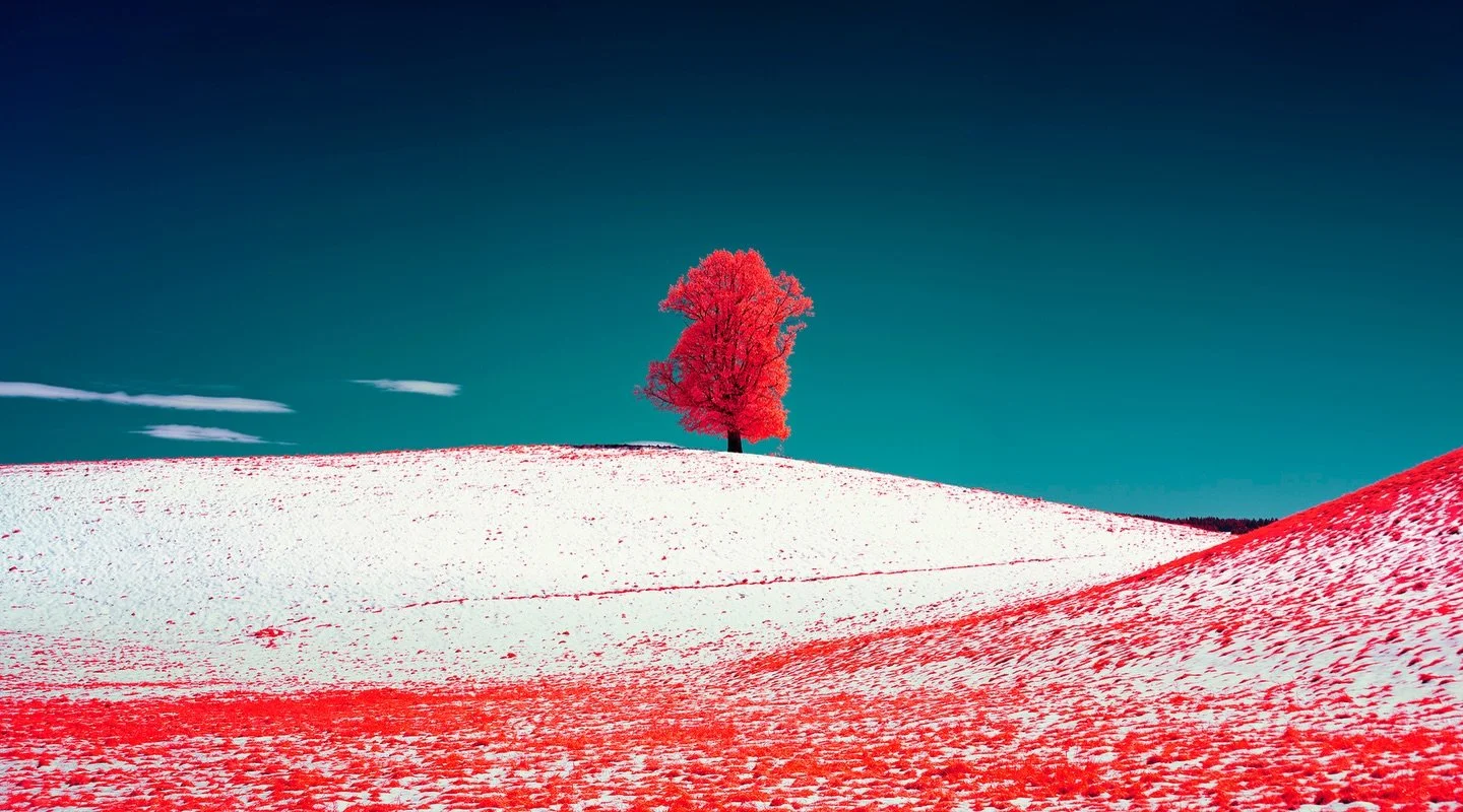 Memory Tree, Zurich 2017.