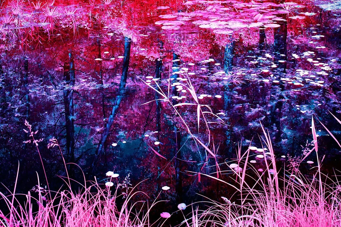 Selegermoor, Zurich 2016. 

This landscape became something almost painterly, balancing between documentation and dreamscape. 

#infrared_images