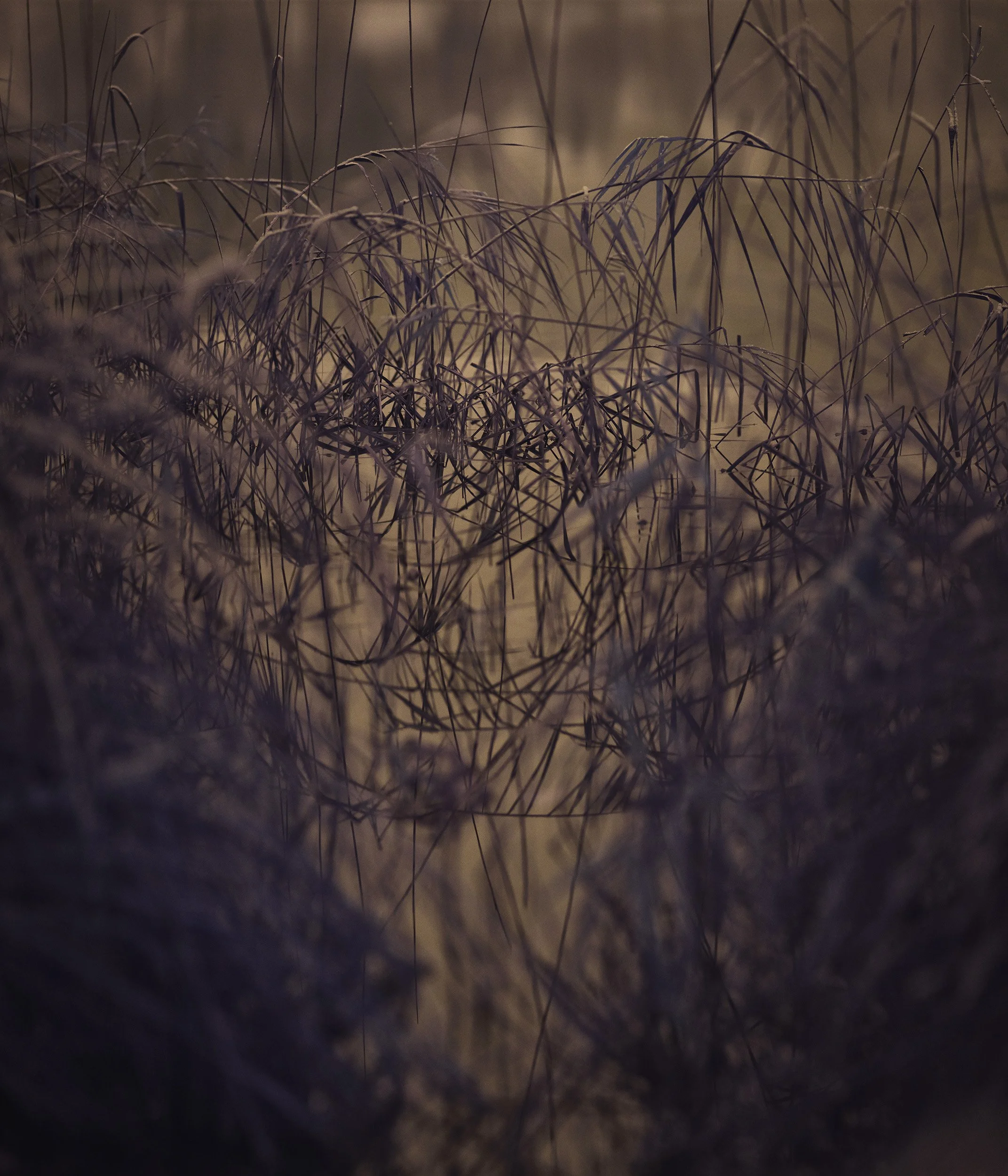 Tree_mist_10.jpg