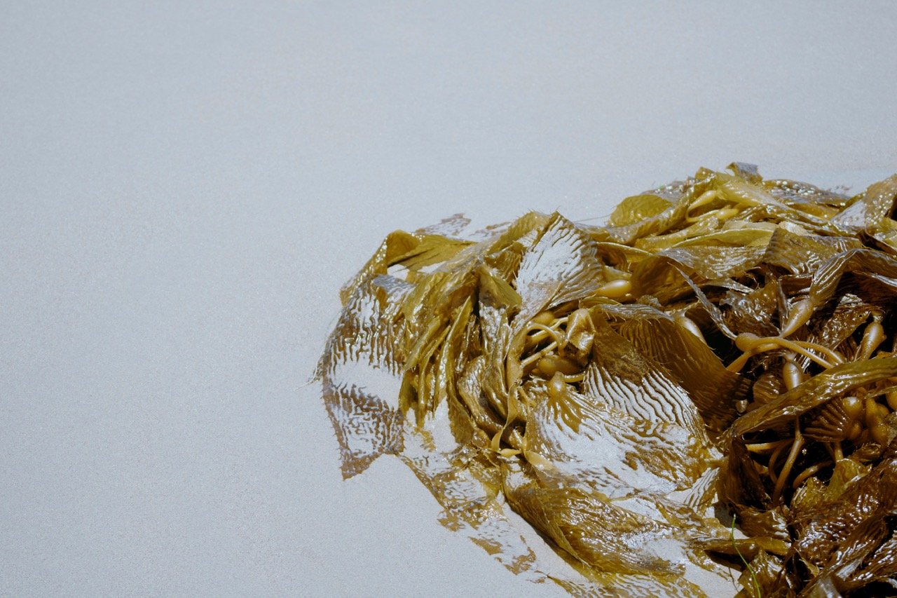 Is Carrageenan safe for the gut?