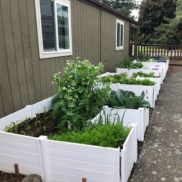 The Sunshine Club planter boxes are just about ready to bloom! 🌸
Hood River Lions Club donated the money for these boxes and we love that they are being used so well!