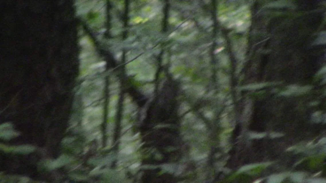 IMG_3736.JPG