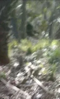 MIKEPIC1.jpeg