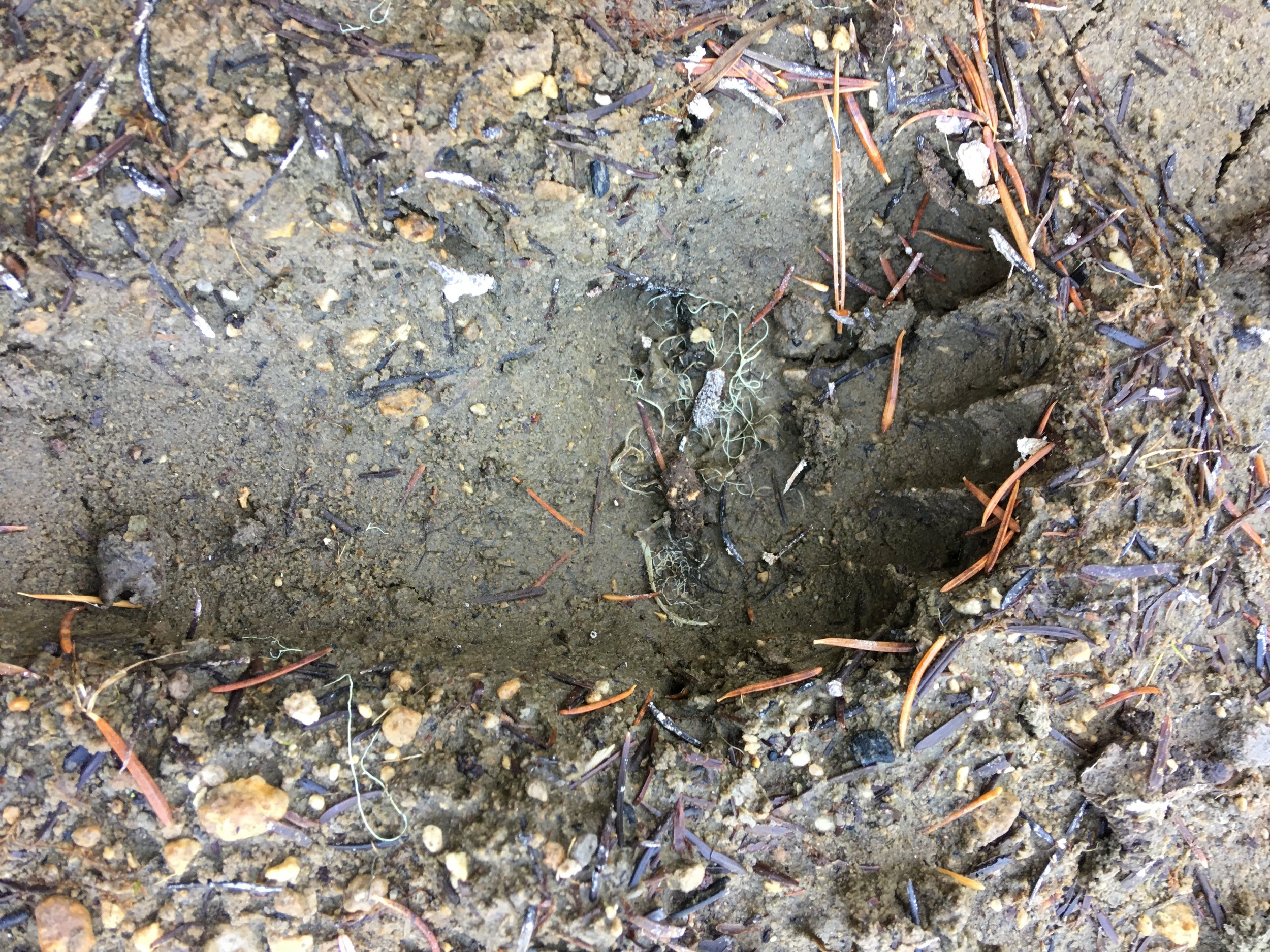 SO EP 293 The Bigfoot Mapping Project - MAPPIC9