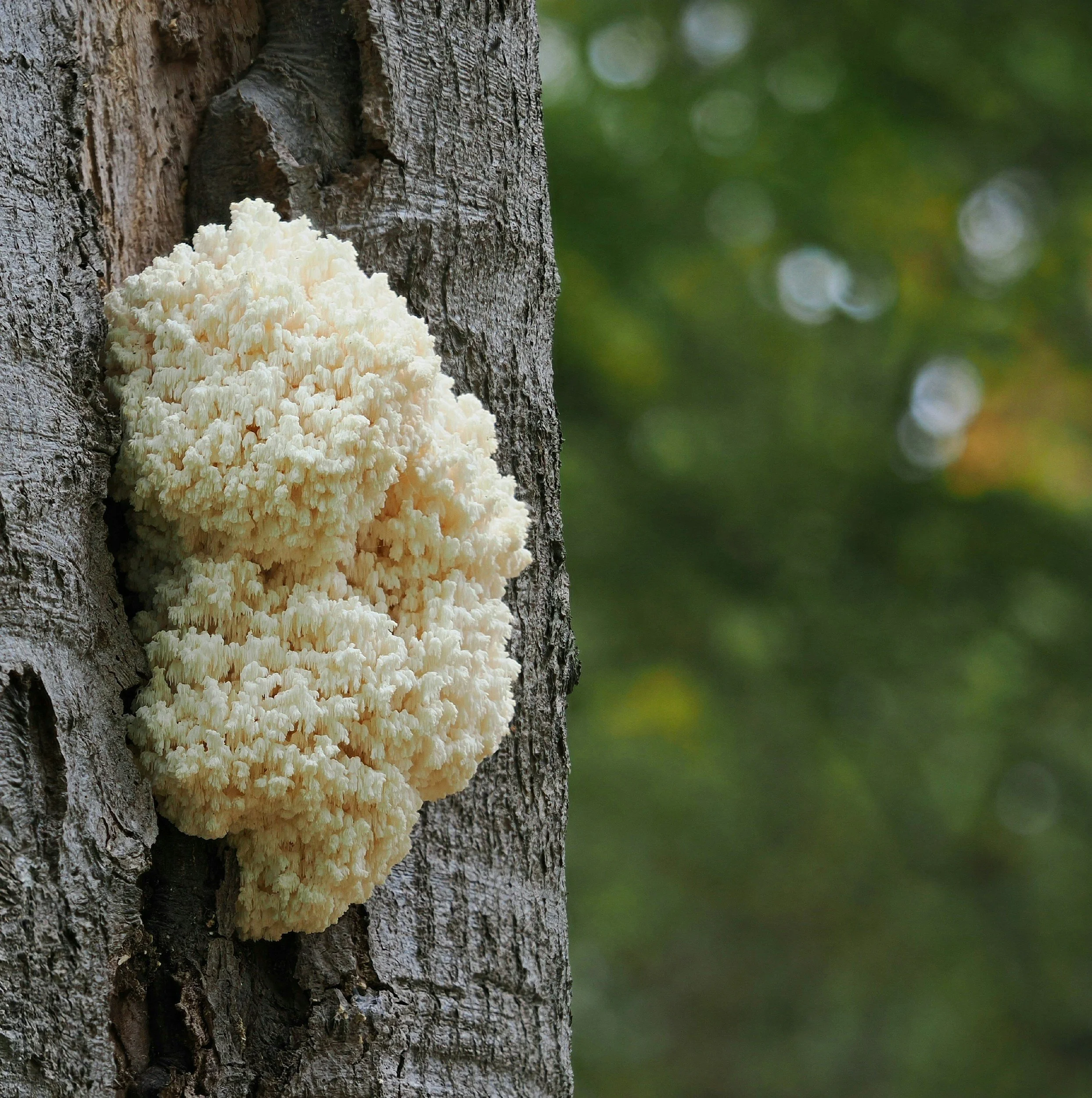 Lion's Mane: What Actually Matters, From a Physician
