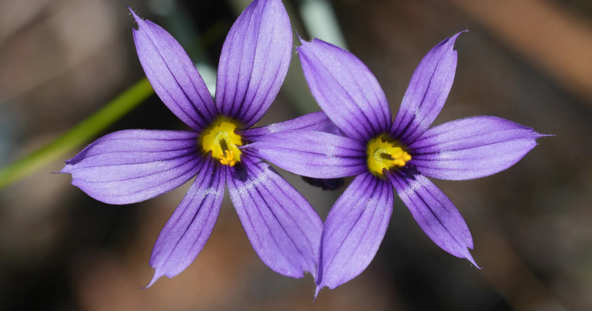 Advocating for a new official city flower