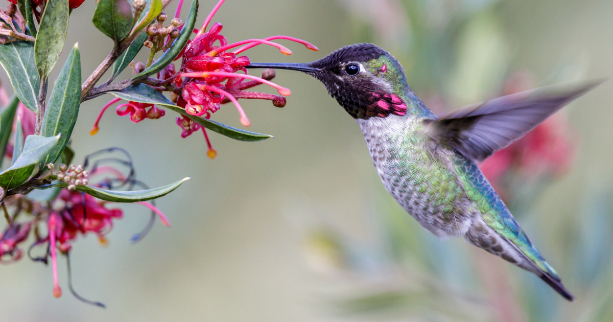 Renaming a 75 year old nonprofit organization