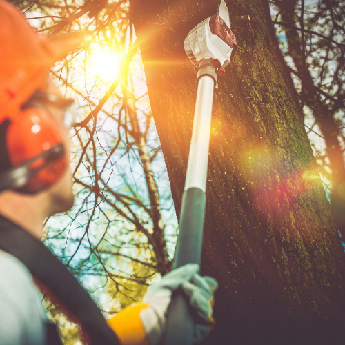 Richard's Tree & Crane Service gallery 9