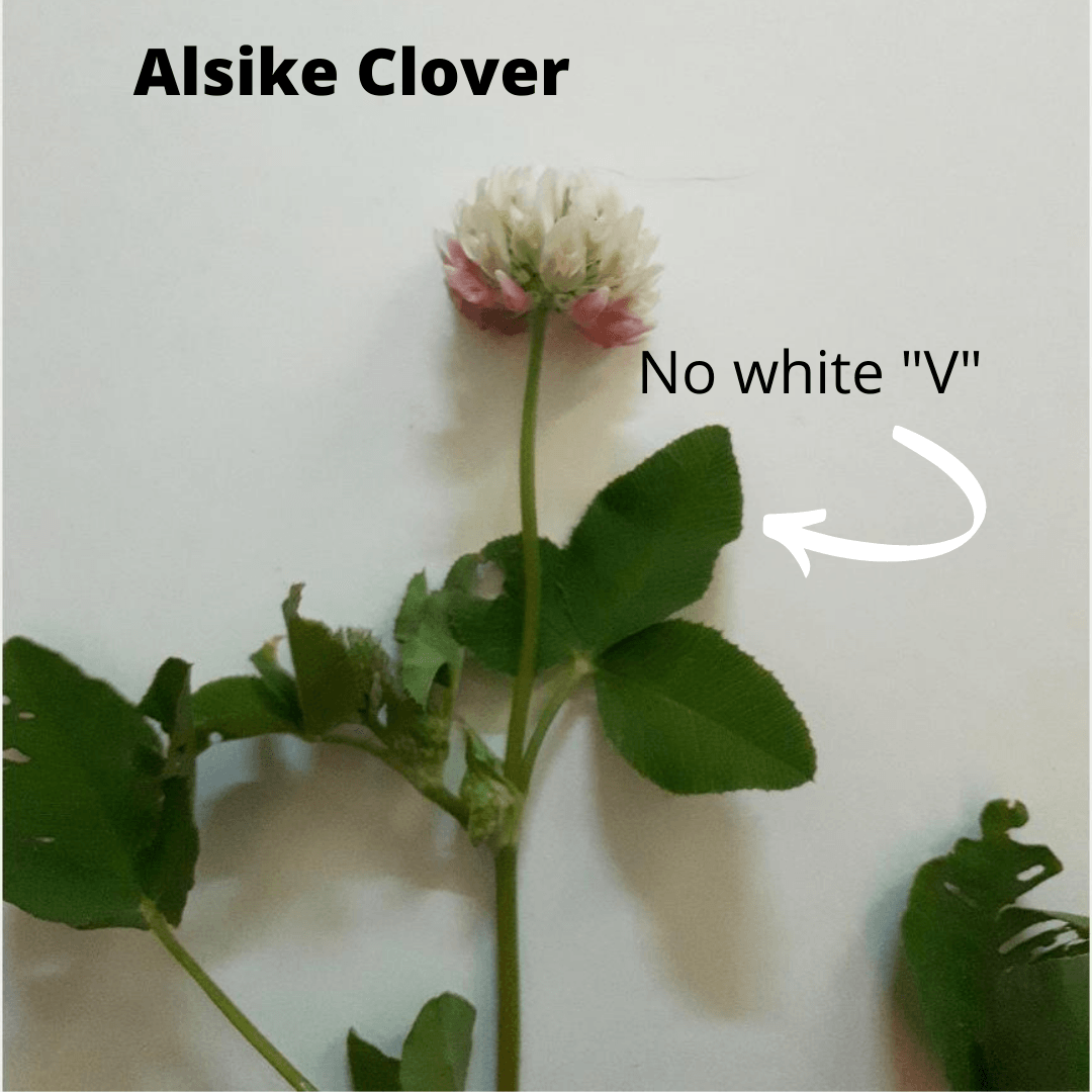 Alsike ID.png