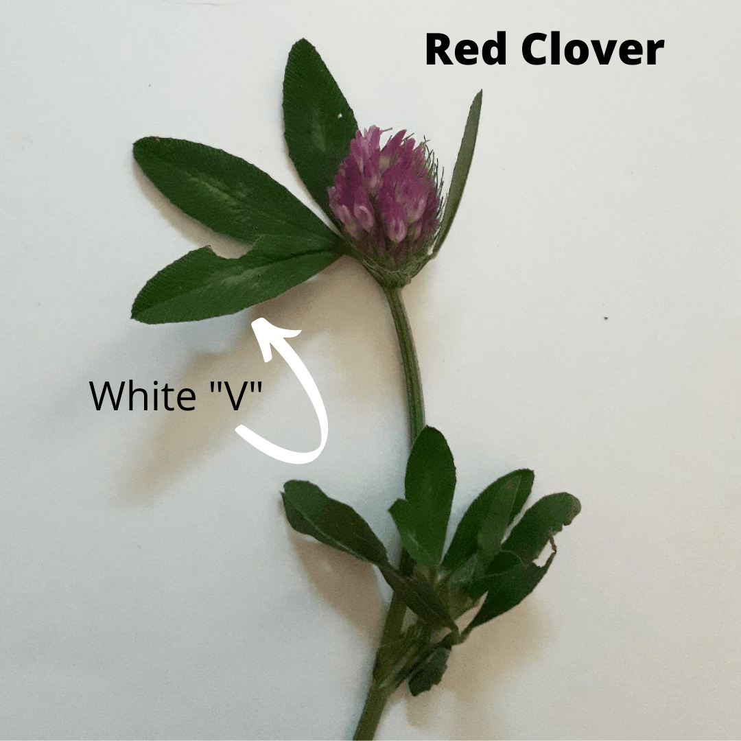 red+clover.png