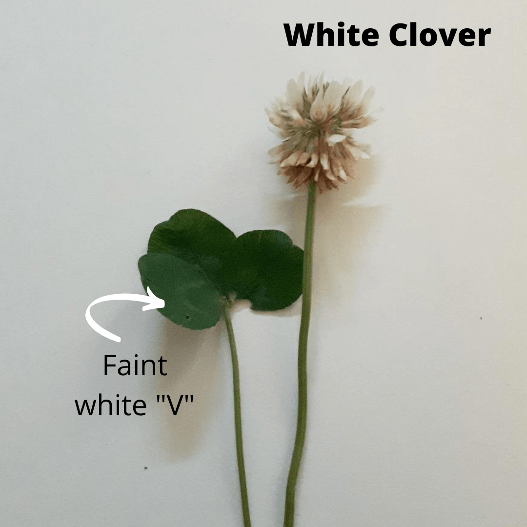 white+clover.png
