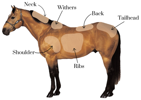 Body Condition Scoring of Horses