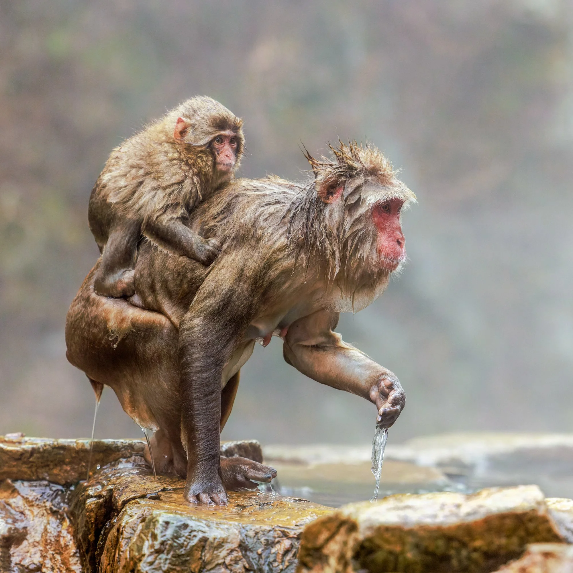 A monkey riding on the back of a large baboon in a natural setting near water.
