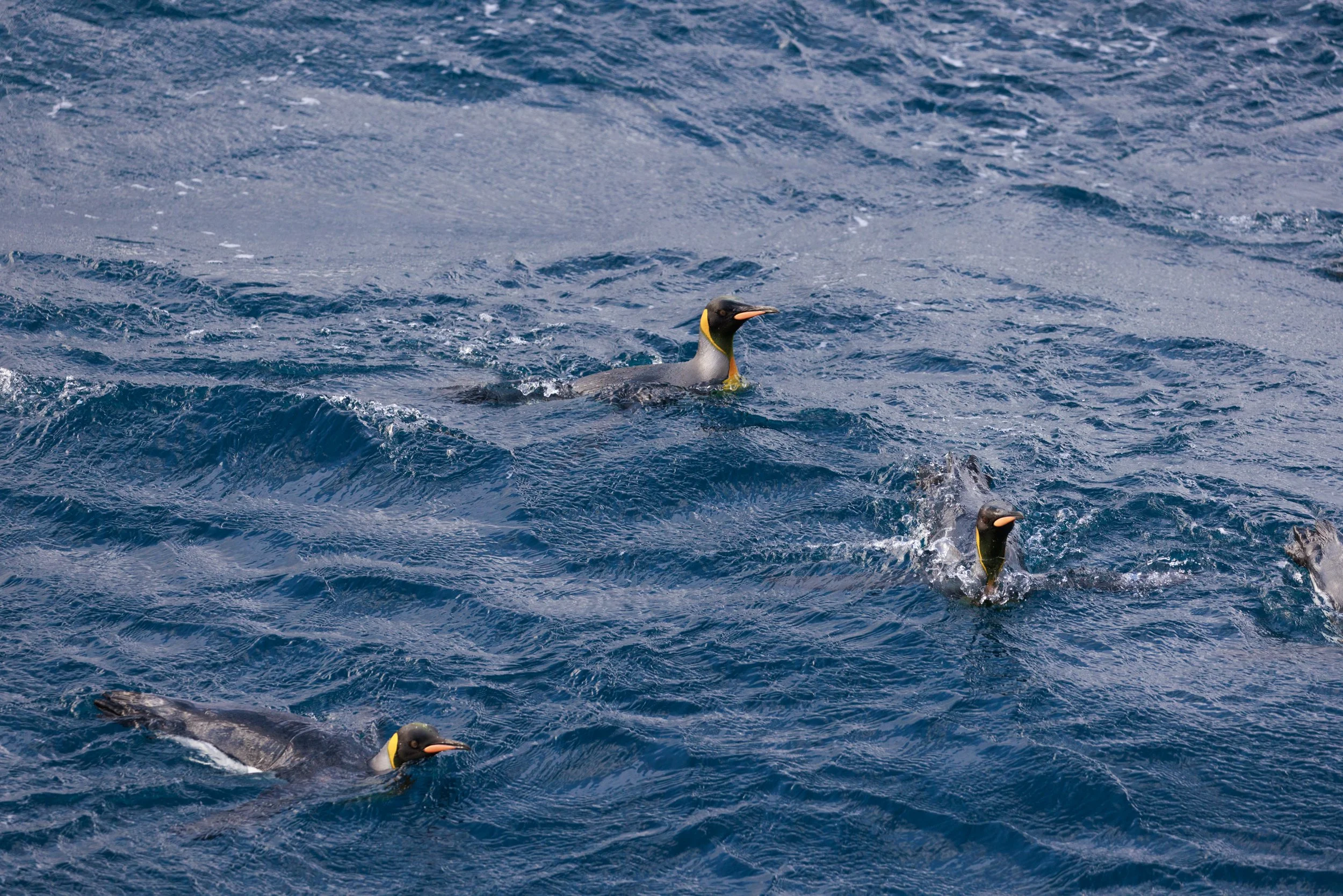 76_08022023_Macquarie King Penguins_200.jpg