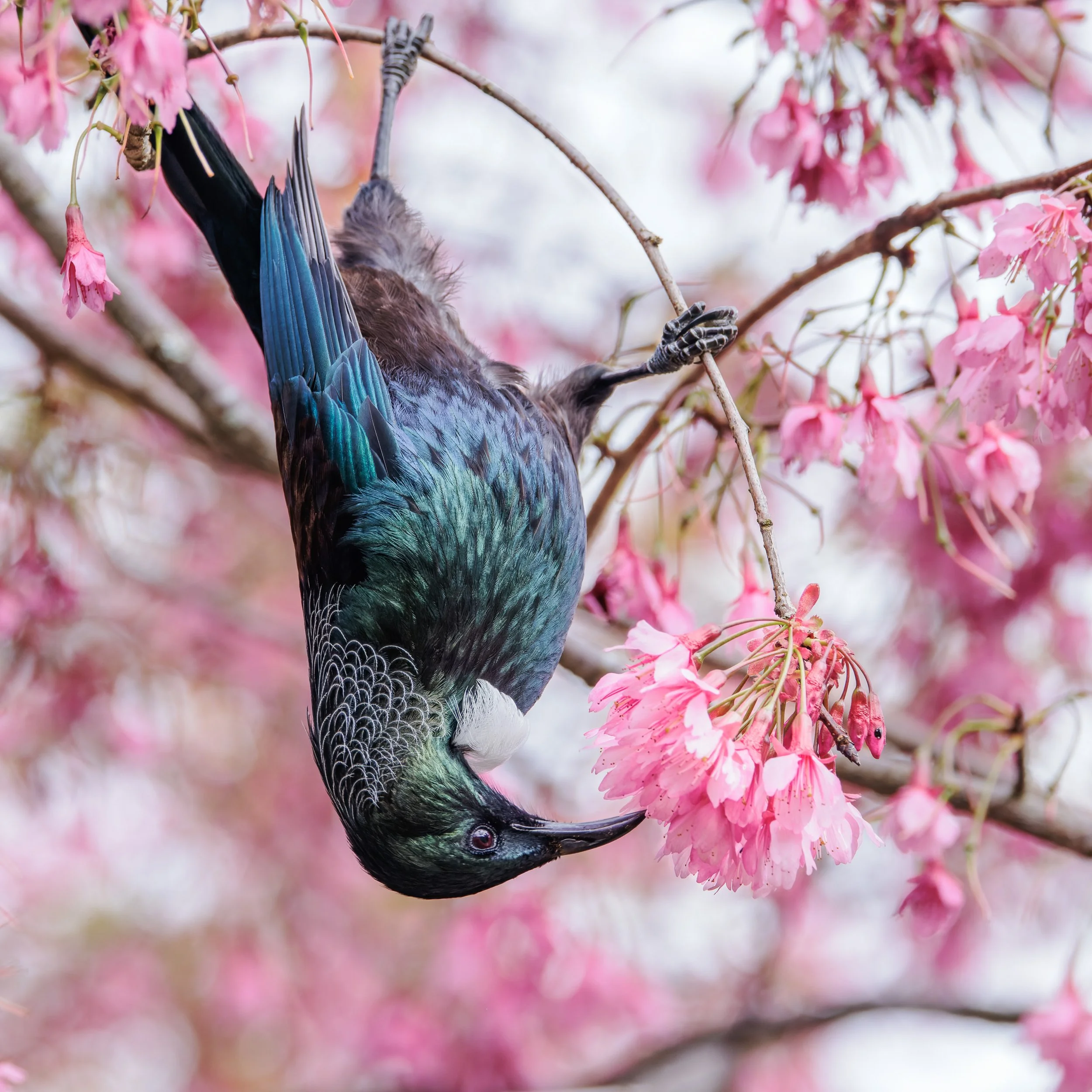 A bird with dark blue and black plumage perched upside down on a branch of pink cherry blossoms.