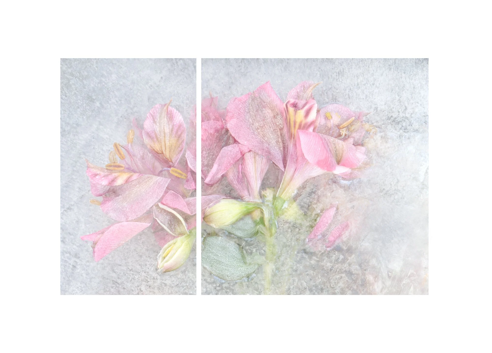 Two-panel artwork of pink and cream-colored flowers with green leaves on a gray background.