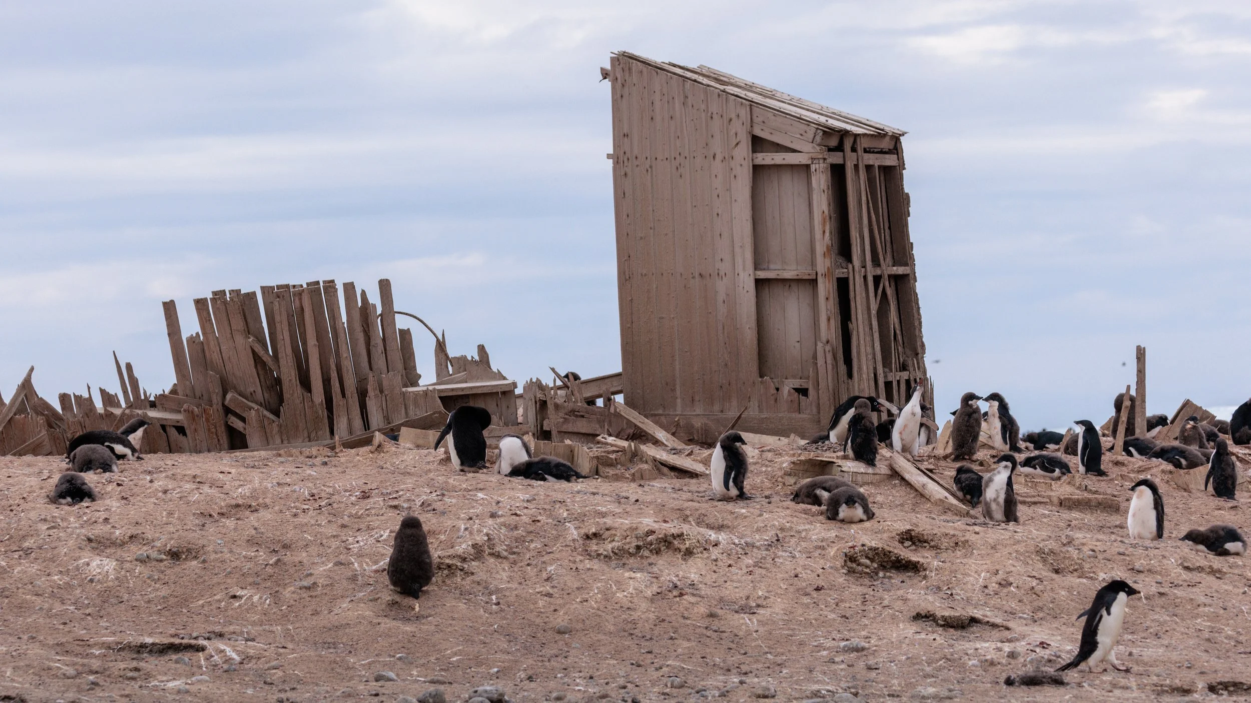 75.1_030202023_Cape Adare Penguin Colony_239.jpg
