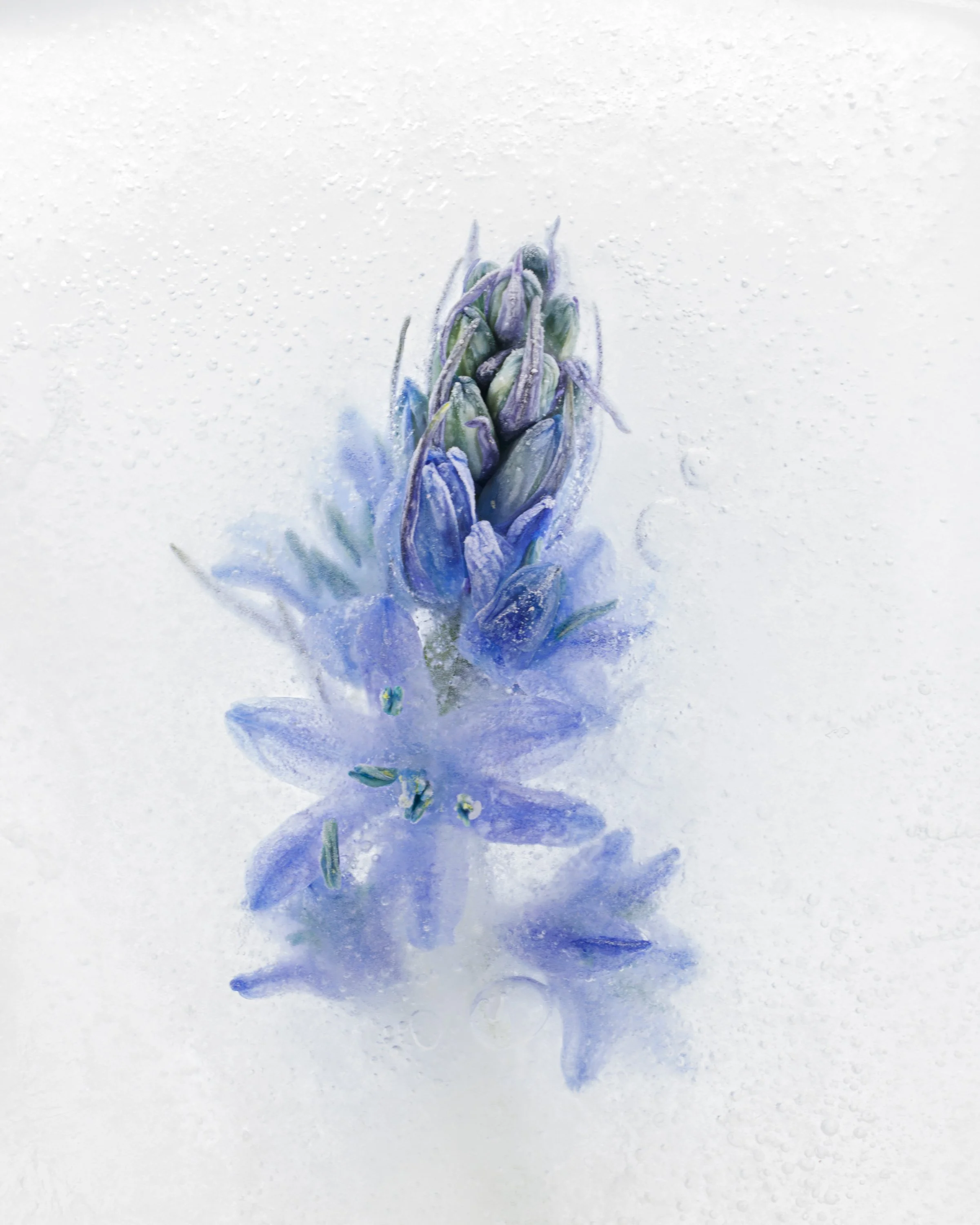 A watercolor painting of a purple and green flower bud with droplets of water on it, reflected in a wet surface.