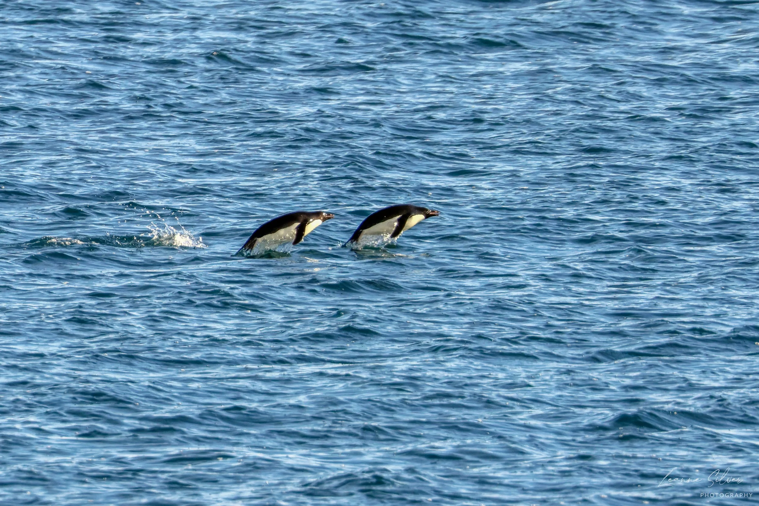 38_01022023_Penguins Around Ross Island_258-Enhanced-Edit.jpg