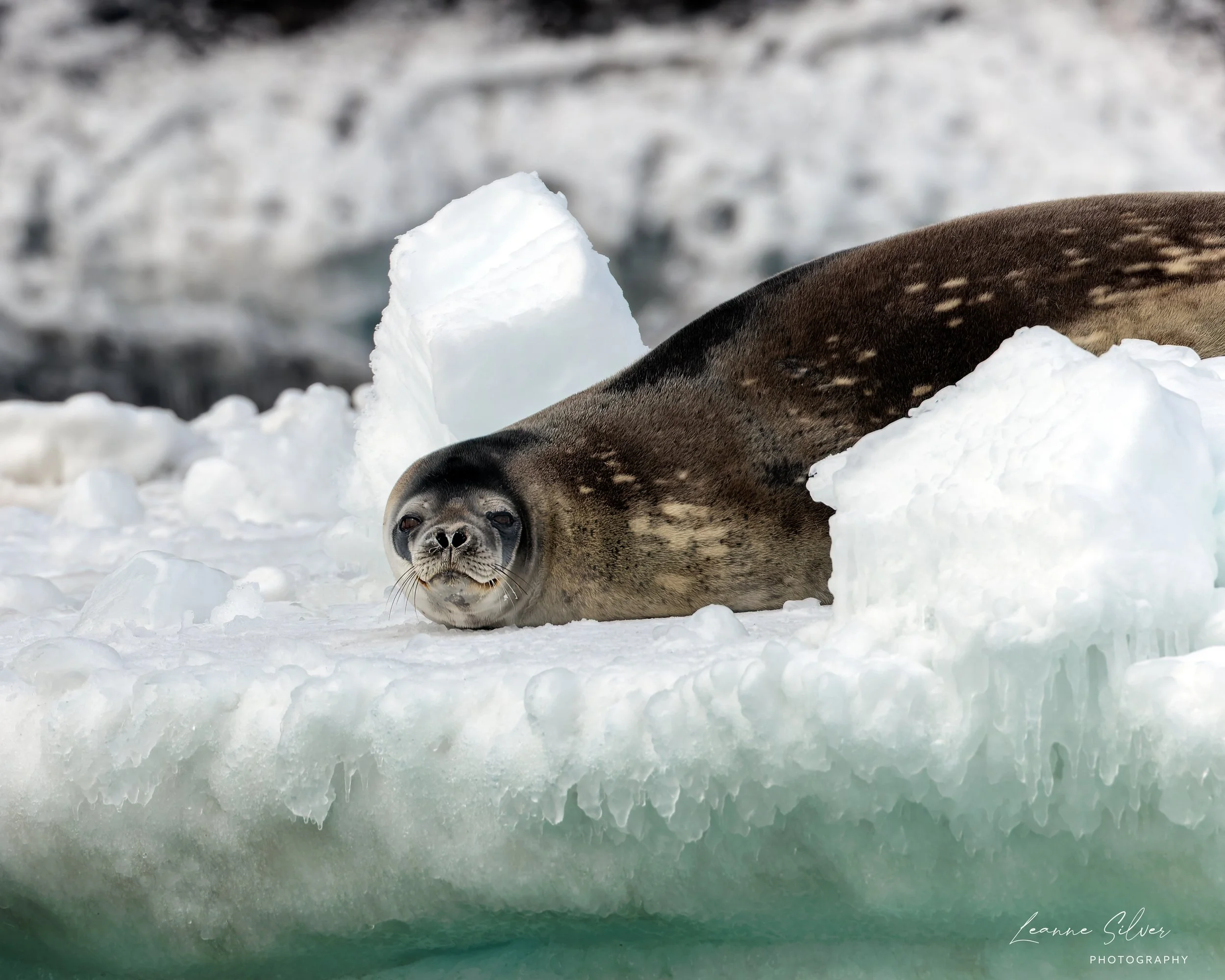 17_29012023_Antarctica Day 7_118-CR3_DxO_DeepPRIME-Edit.jpg