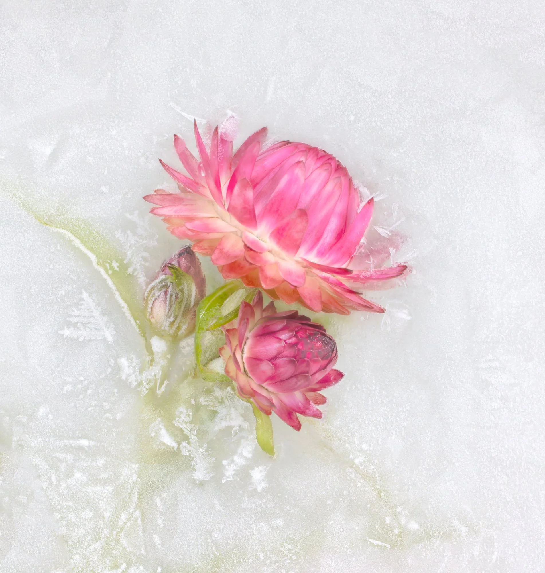 A pink flower with layered petals and a green stem, floating in icy snow.