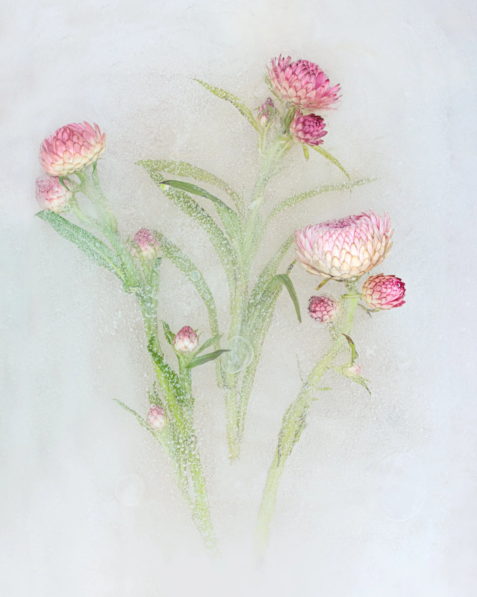 Pink flowers with green stems and leaves seen through a foggy or steamed glass surface.