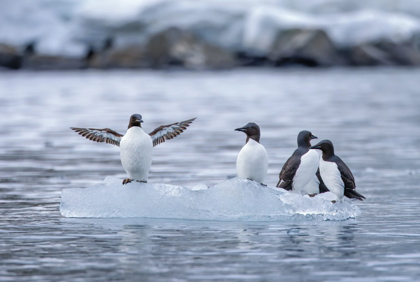 Four murre birds on a small piece of ice in the water, with one bird spreading its wings, and rocks and water in the background.