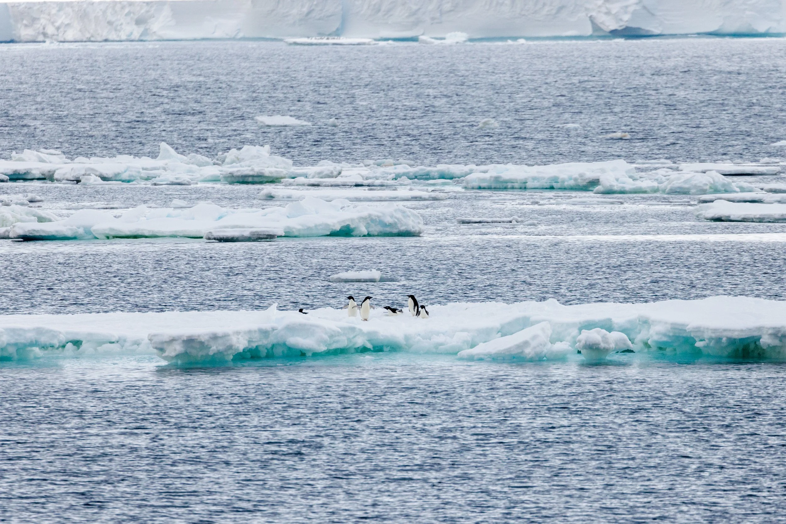 22_01022023_Adelie Penguins_207.jpg