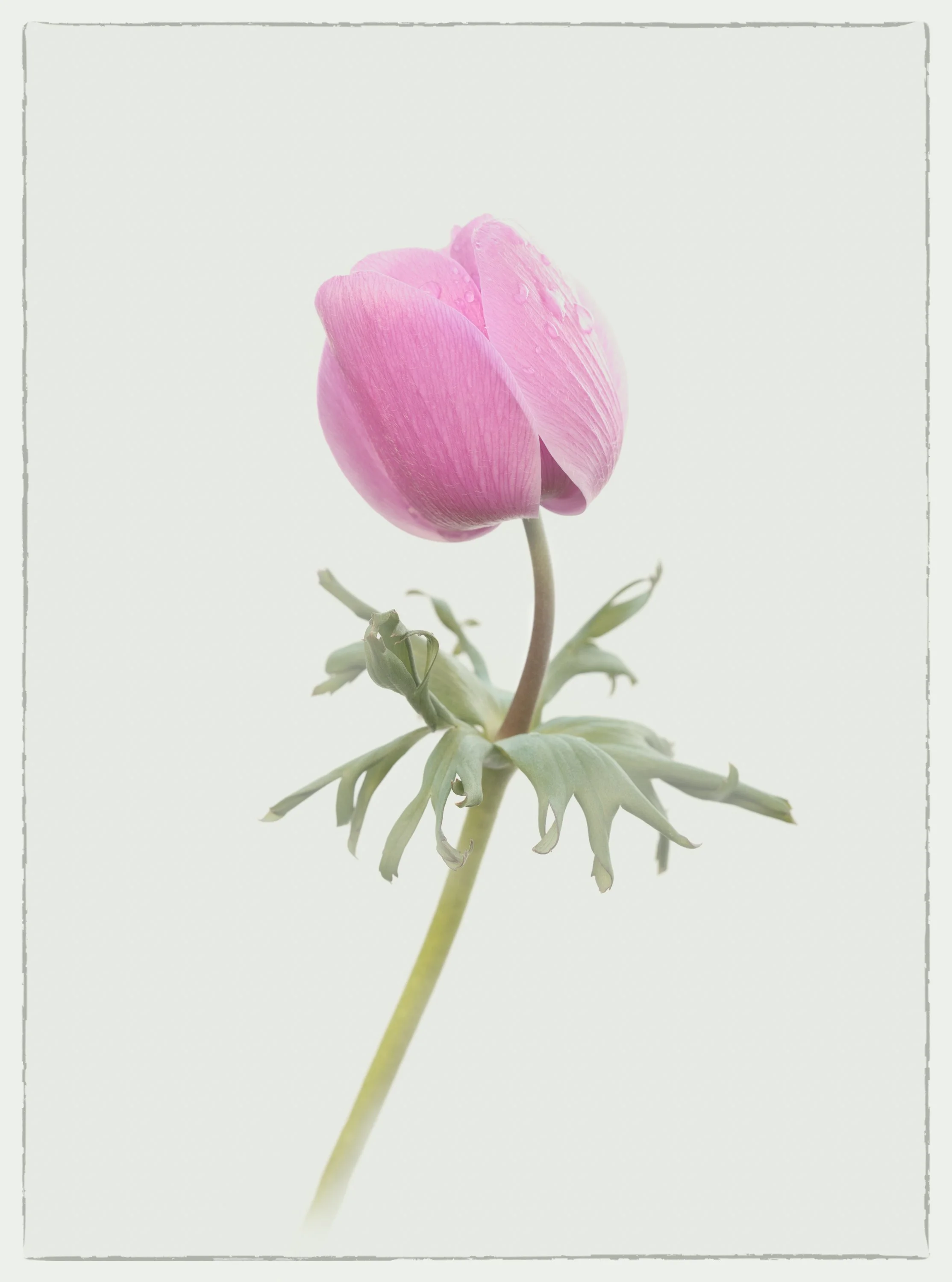 A pink tulip flower with dewdrops on its petals, isolated against a white background.