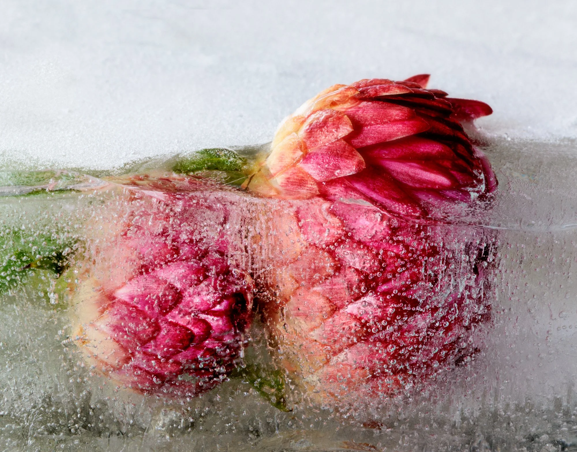 A pink and yellow flower, possibly a protea, submerged in water with ice or frost, creating a textured, icy surface around it.