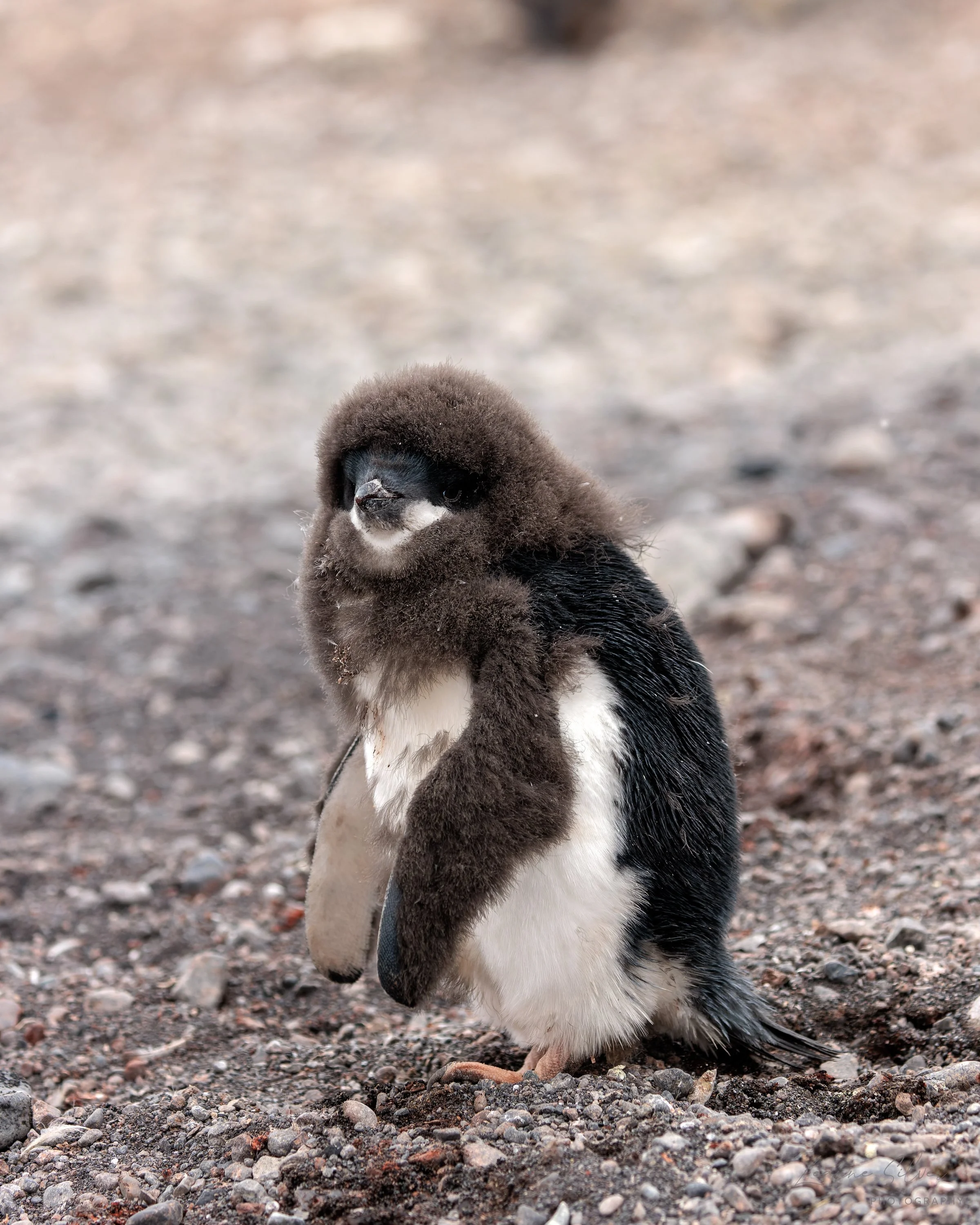 75_030202023_Cape Adare Penguin Colony_398-CR3_DxO_DeepPRIME-Edit.jpg