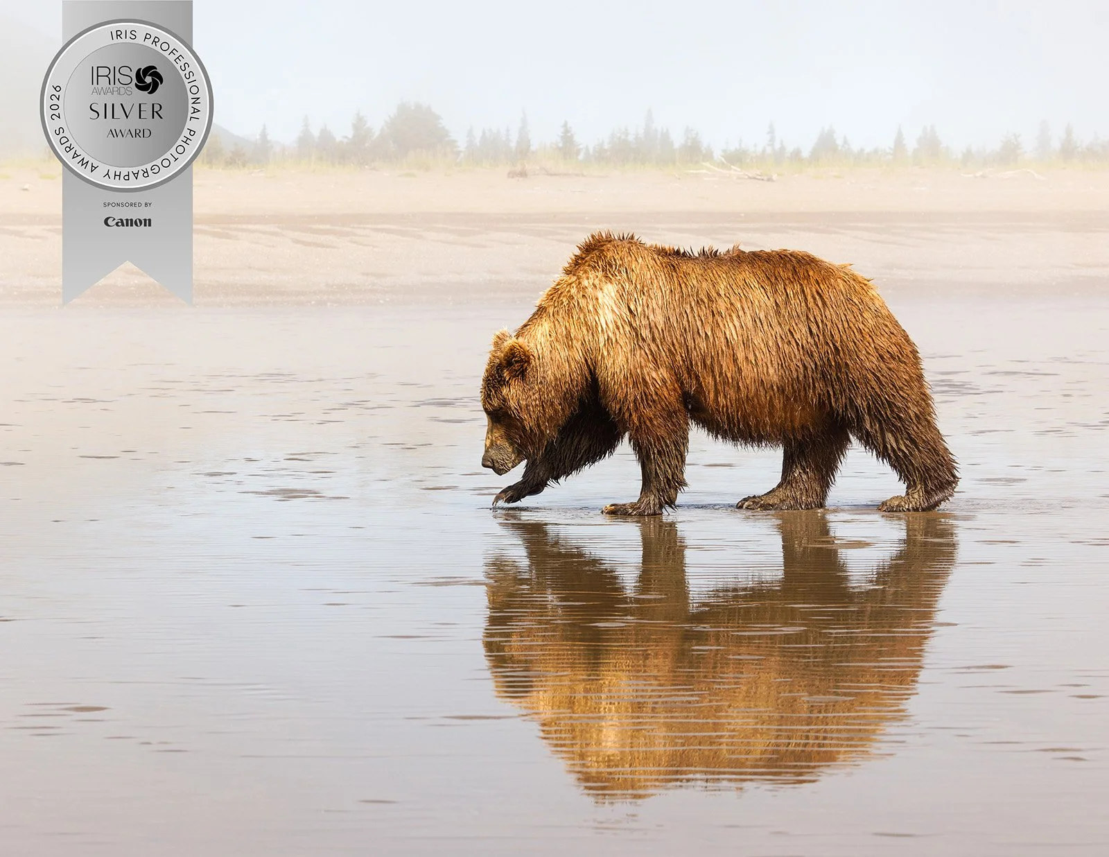 Alaskan Brown Bear.jpg
